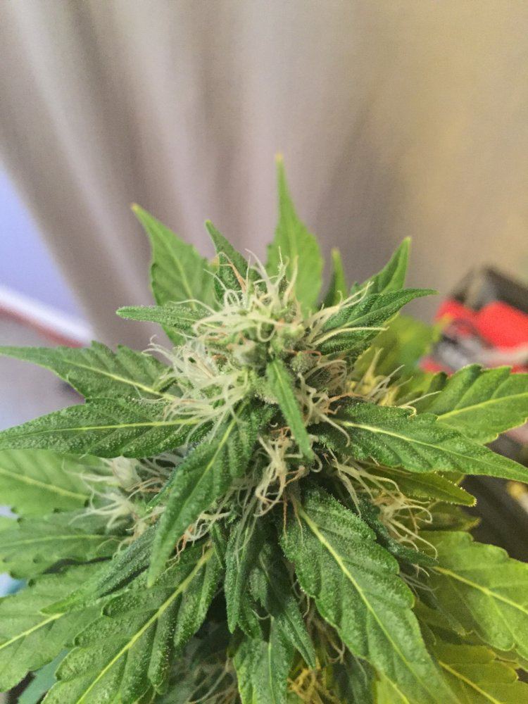 Need help with autos 3