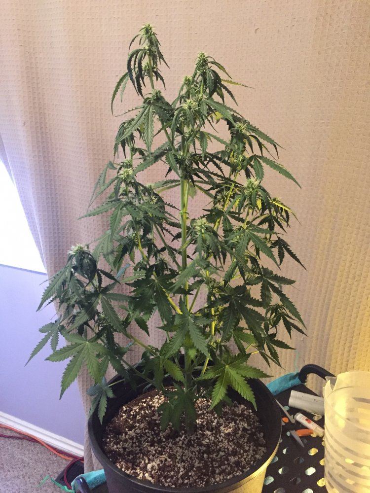 Need help with autos 4