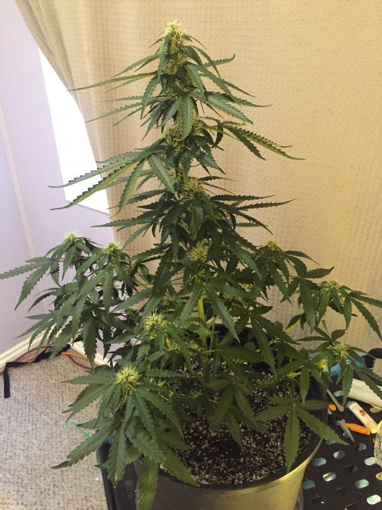 Need help with autos 5