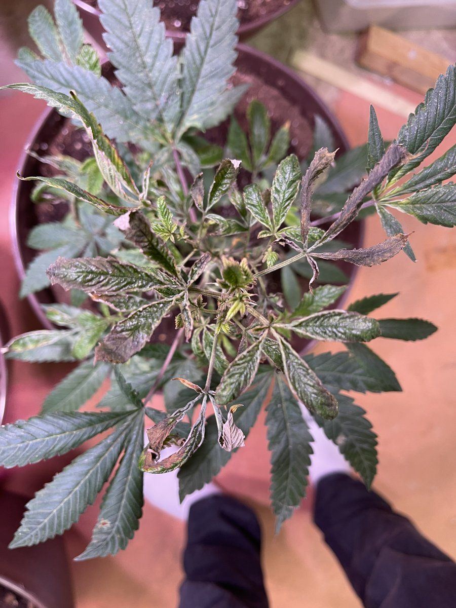 Need help with cannabis   510 stopped growing but wont die