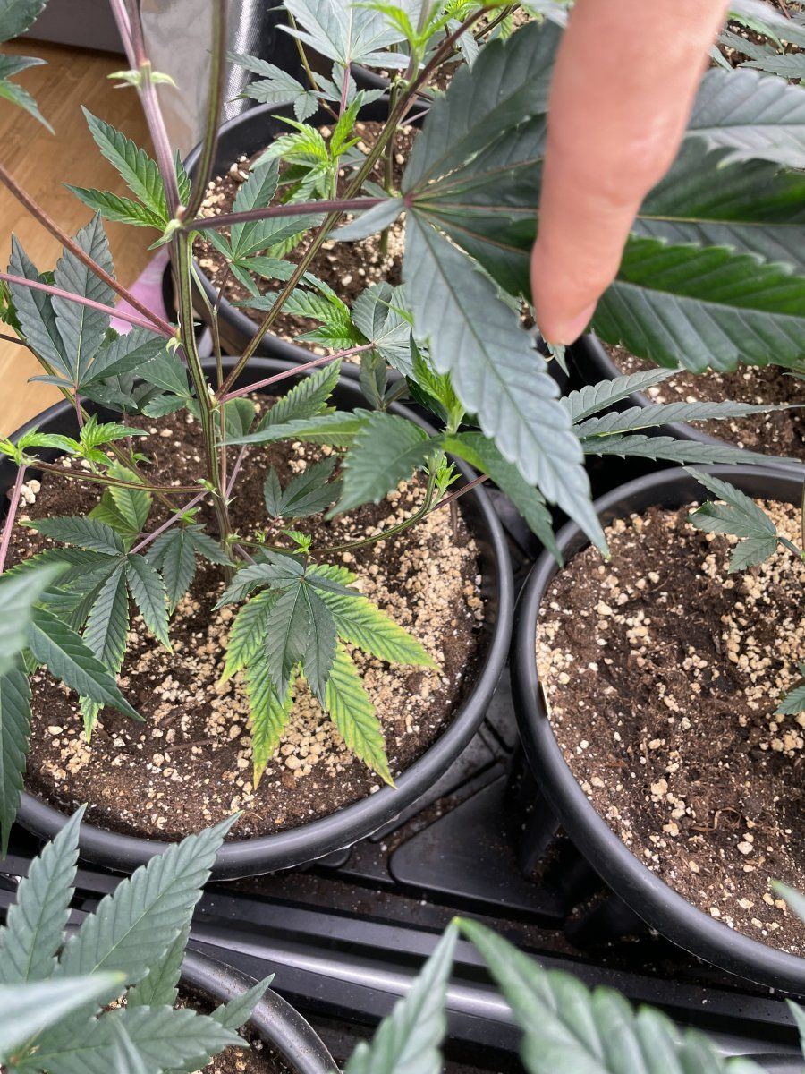 Need help with cannabis deficiency 2