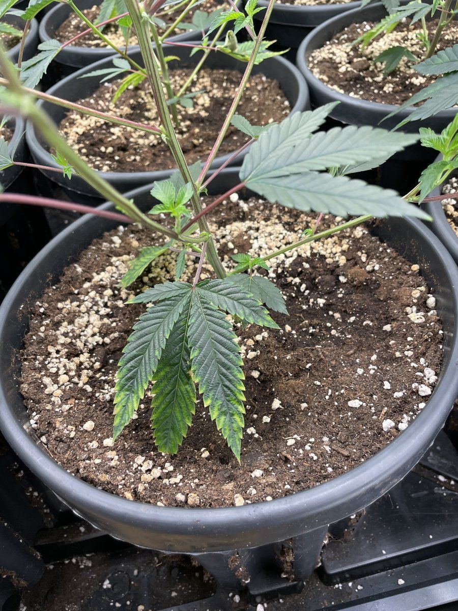 Need help with cannabis deficiency 3