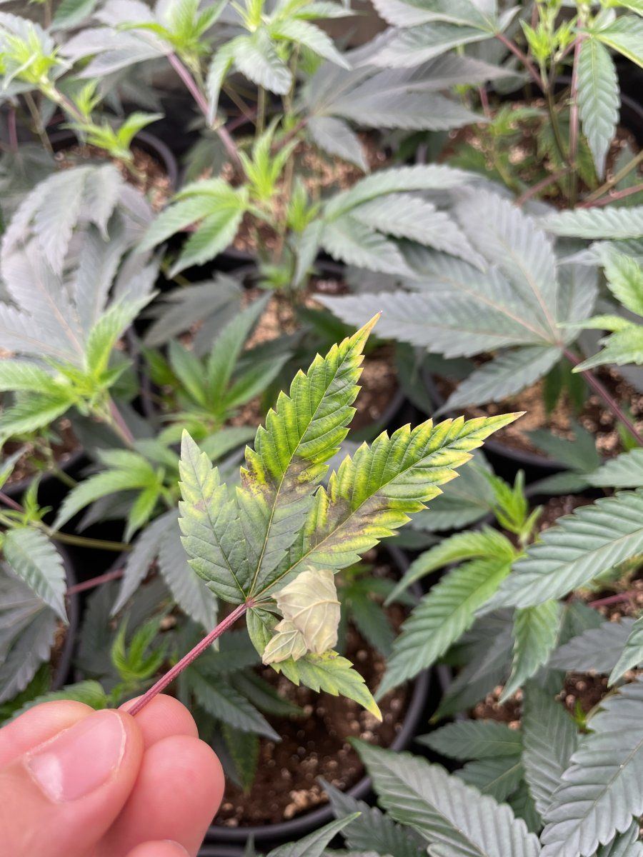 Need help with cannabis deficiency 5