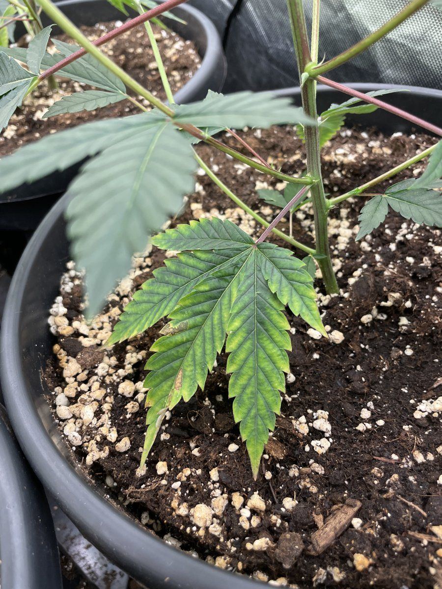 Need help with cannabis deficiency 7