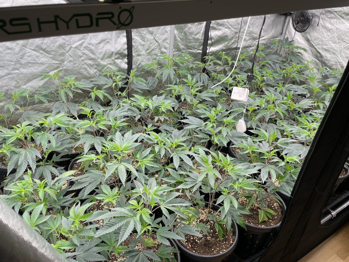Need help with cannabis deficiency 8