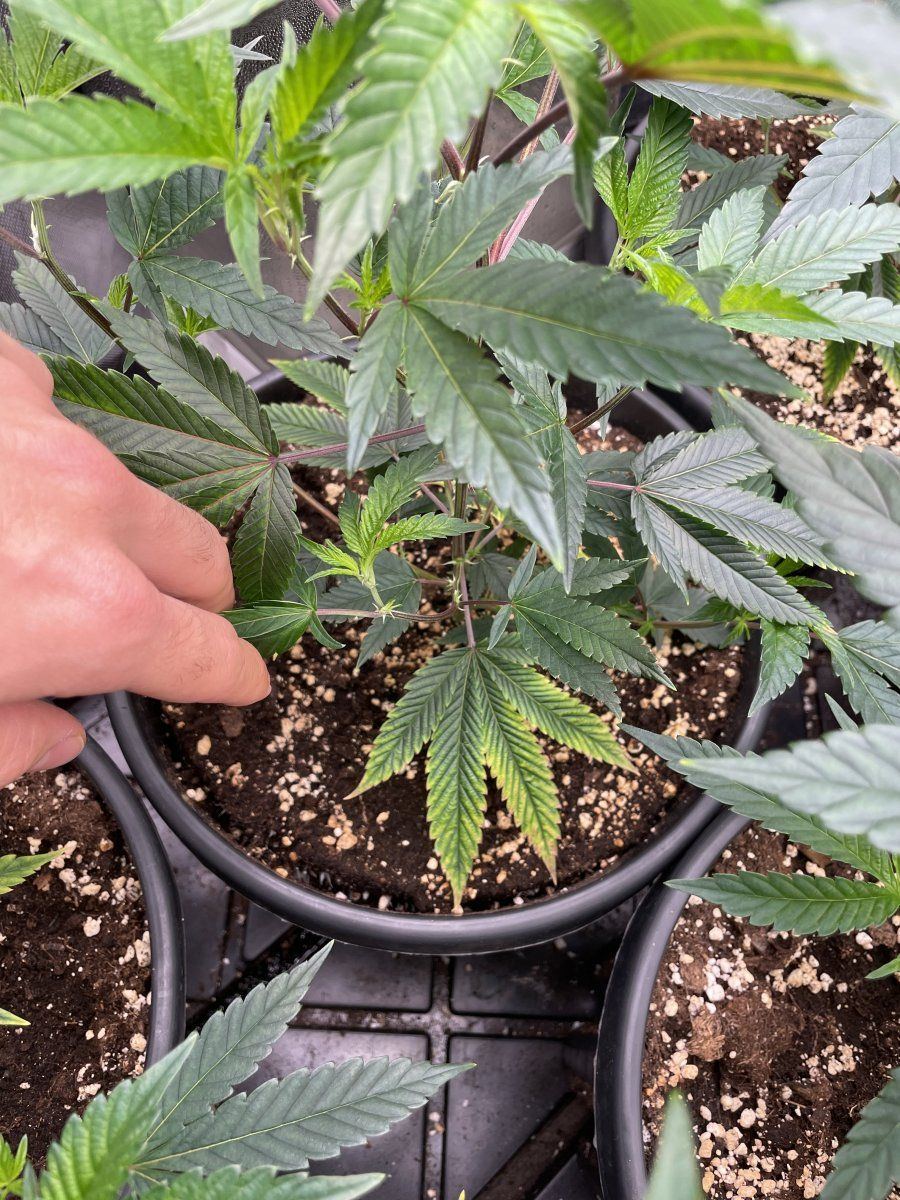 Need help with cannabis deficiency