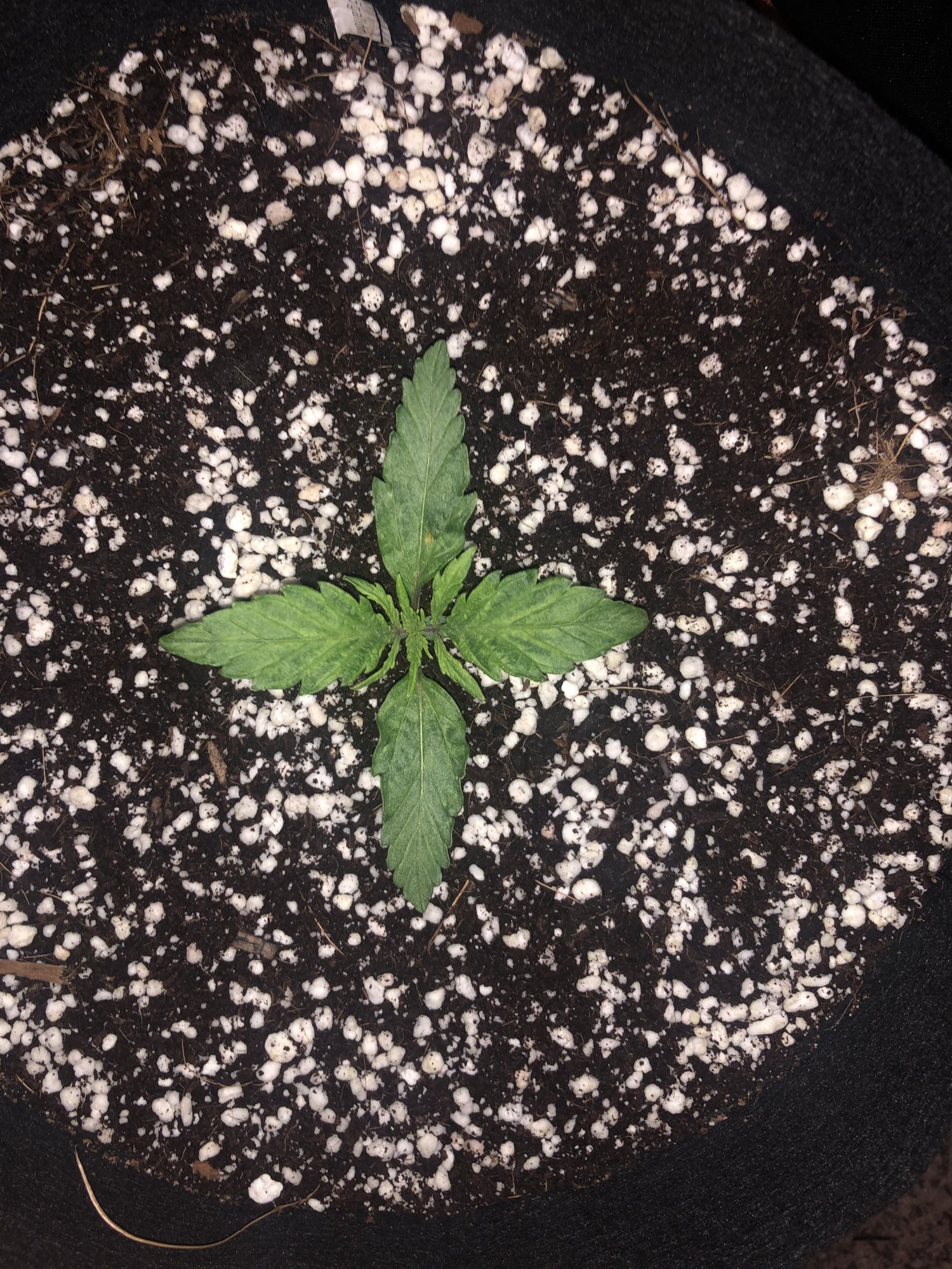 Need help with coco grow