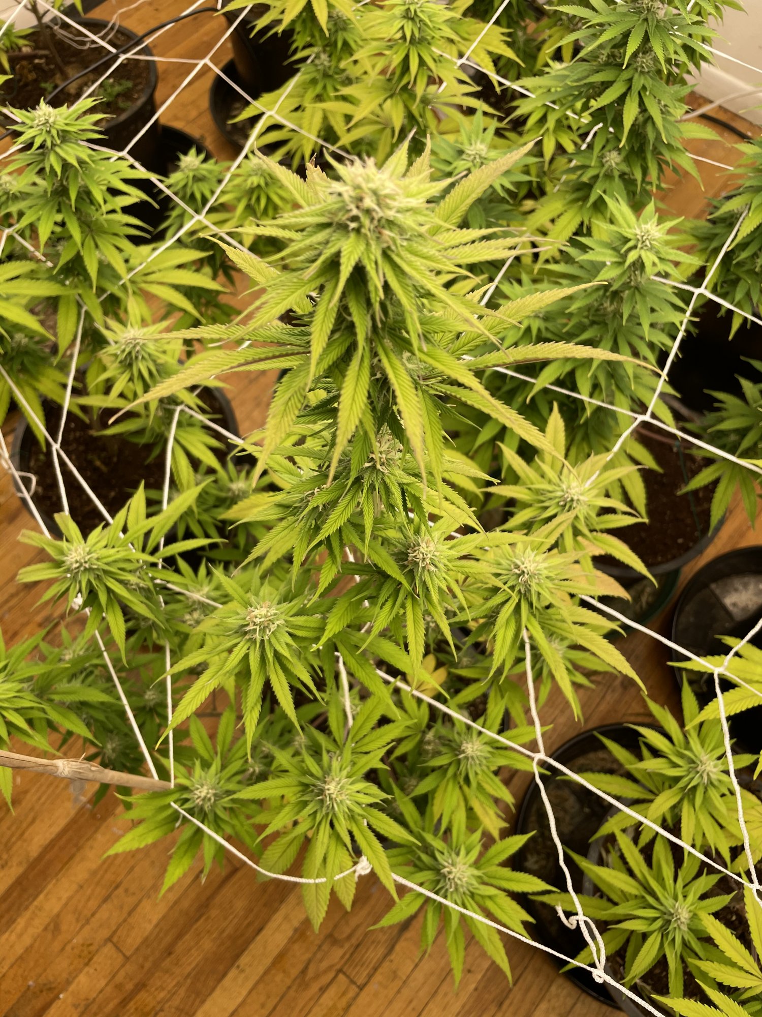 Need help with diagnosis flower day 32