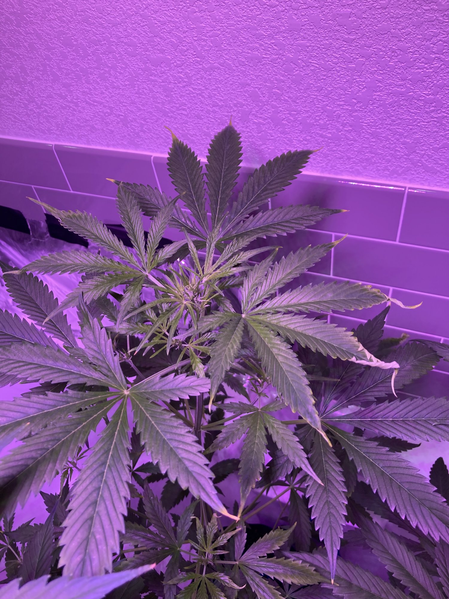 Need help with first grow