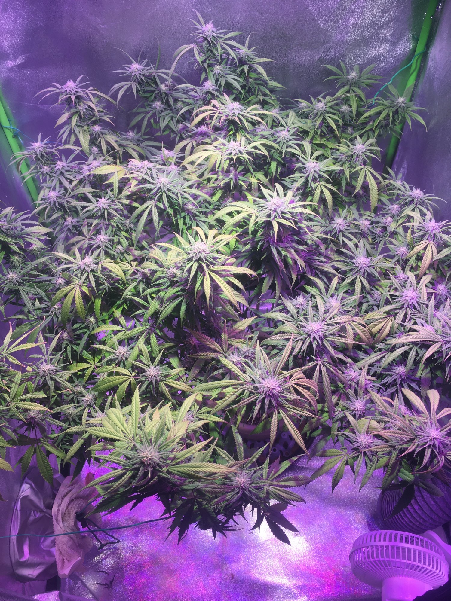 Need help with flowering mom plant 4th week 2