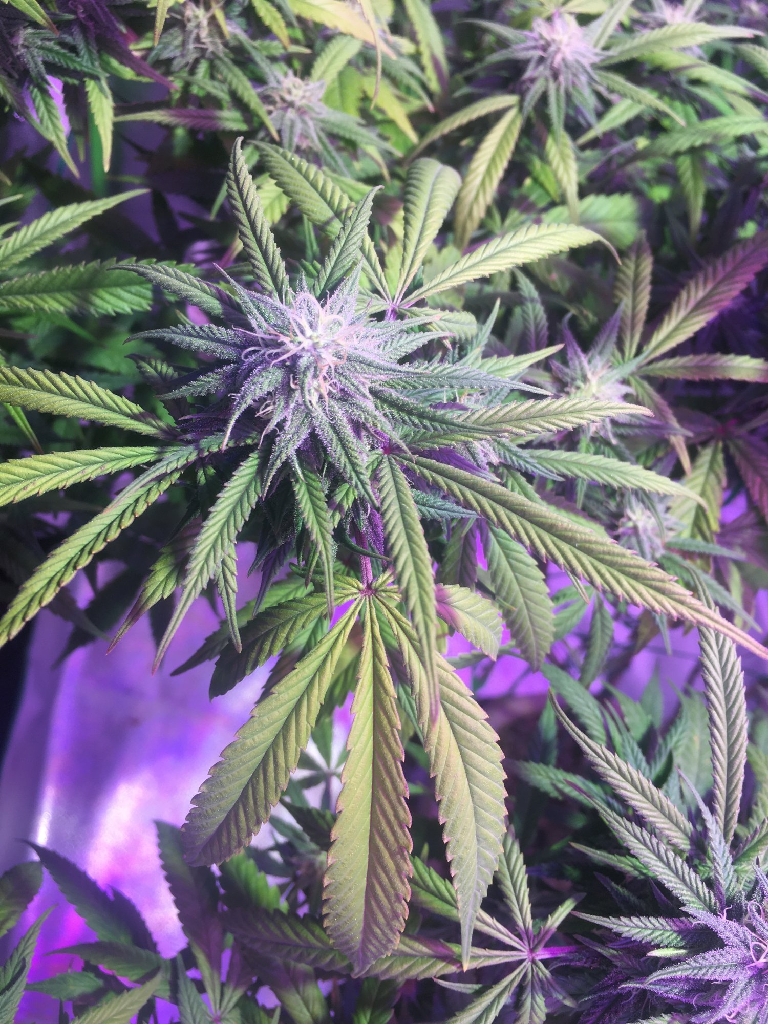 Need help with flowering mom plant 4th week 4