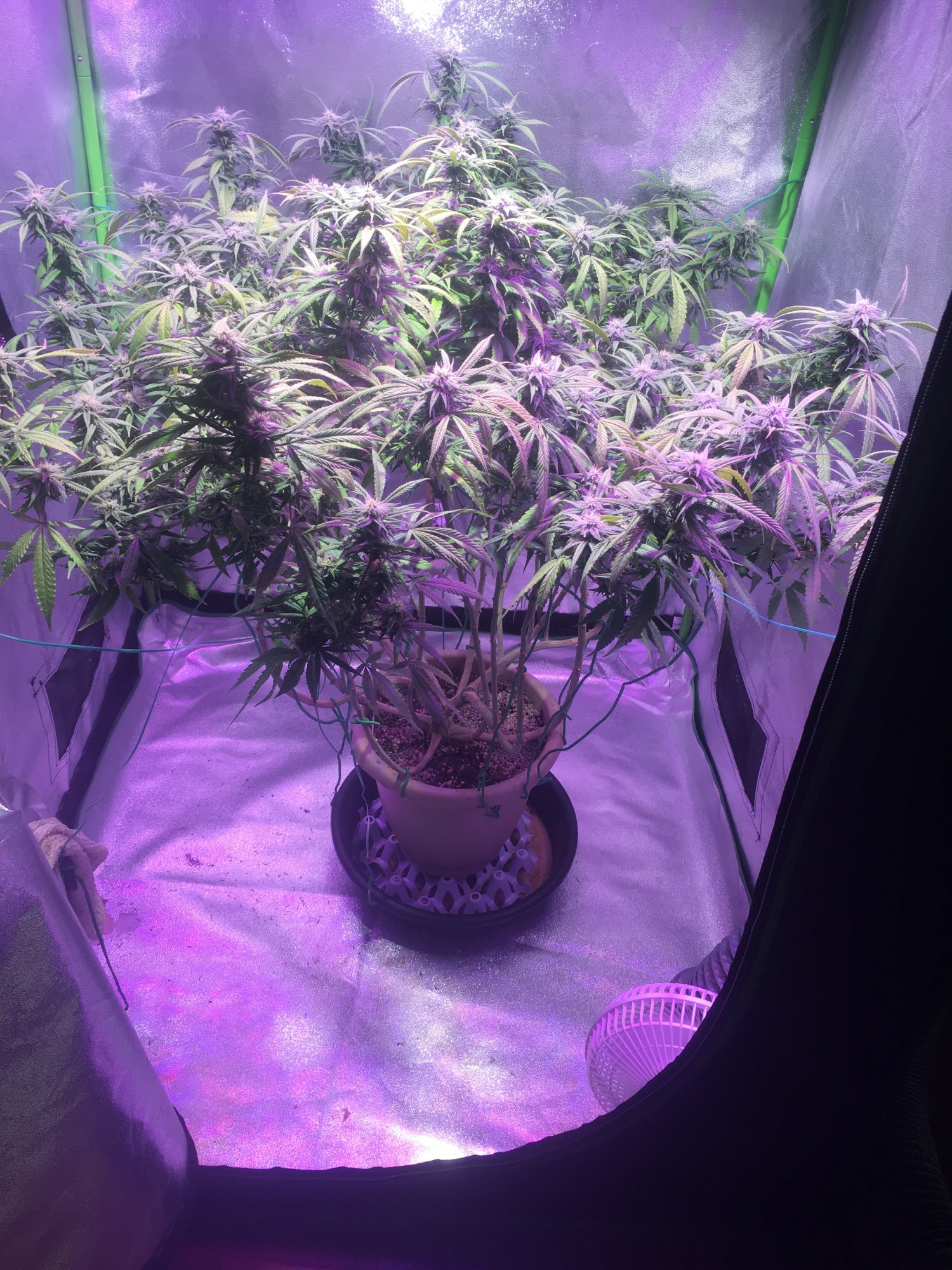 Need help with flowering mom plant 4th week 5
