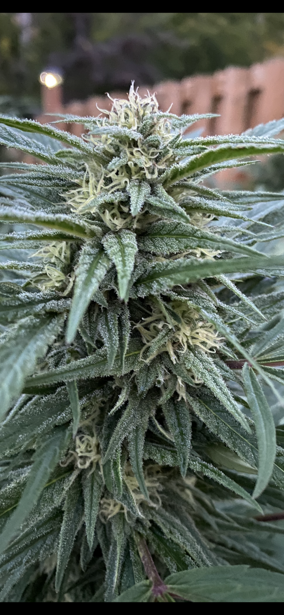 Need help with harvest timing please 3