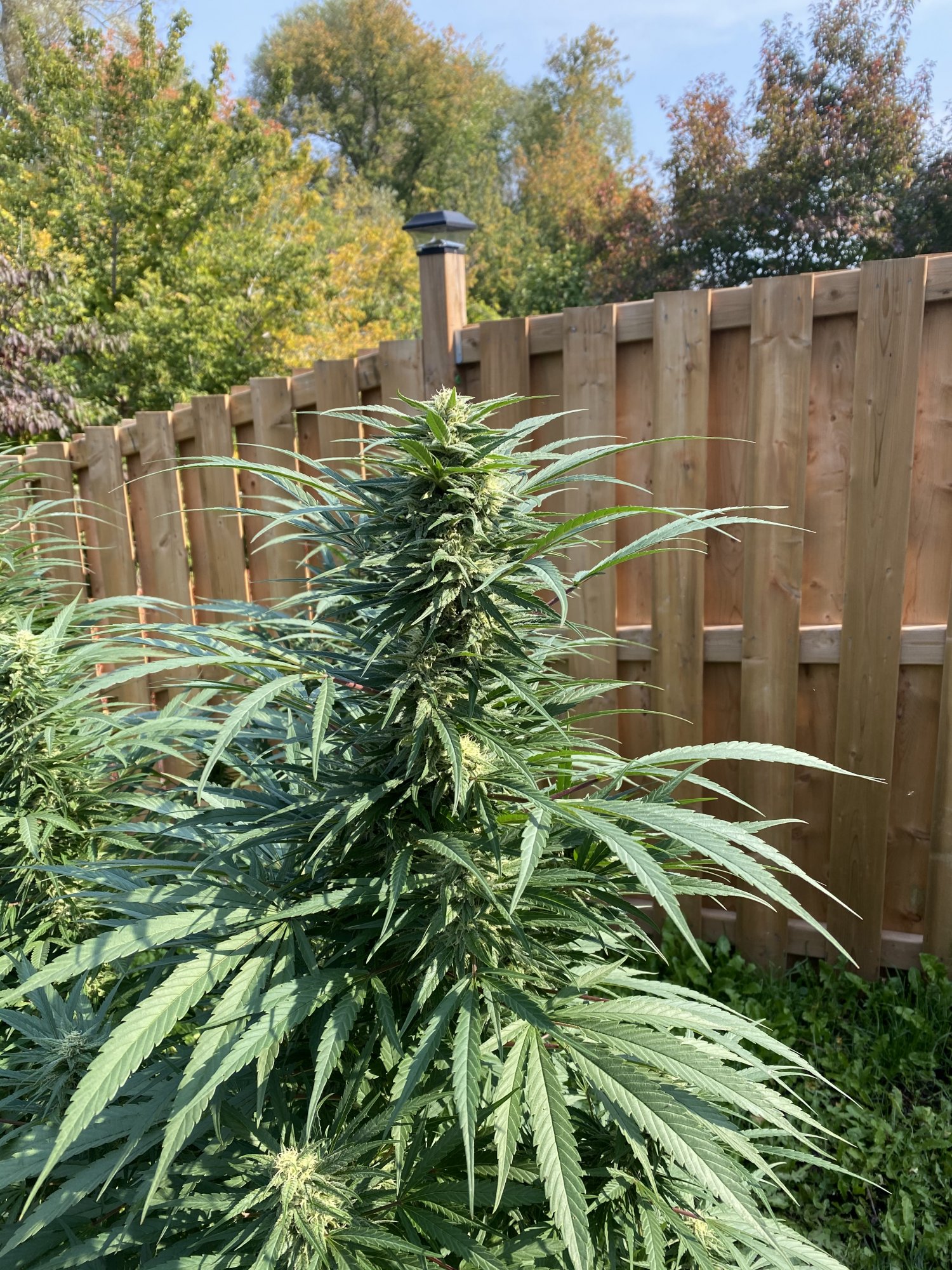 Need help with harvest timing please 4