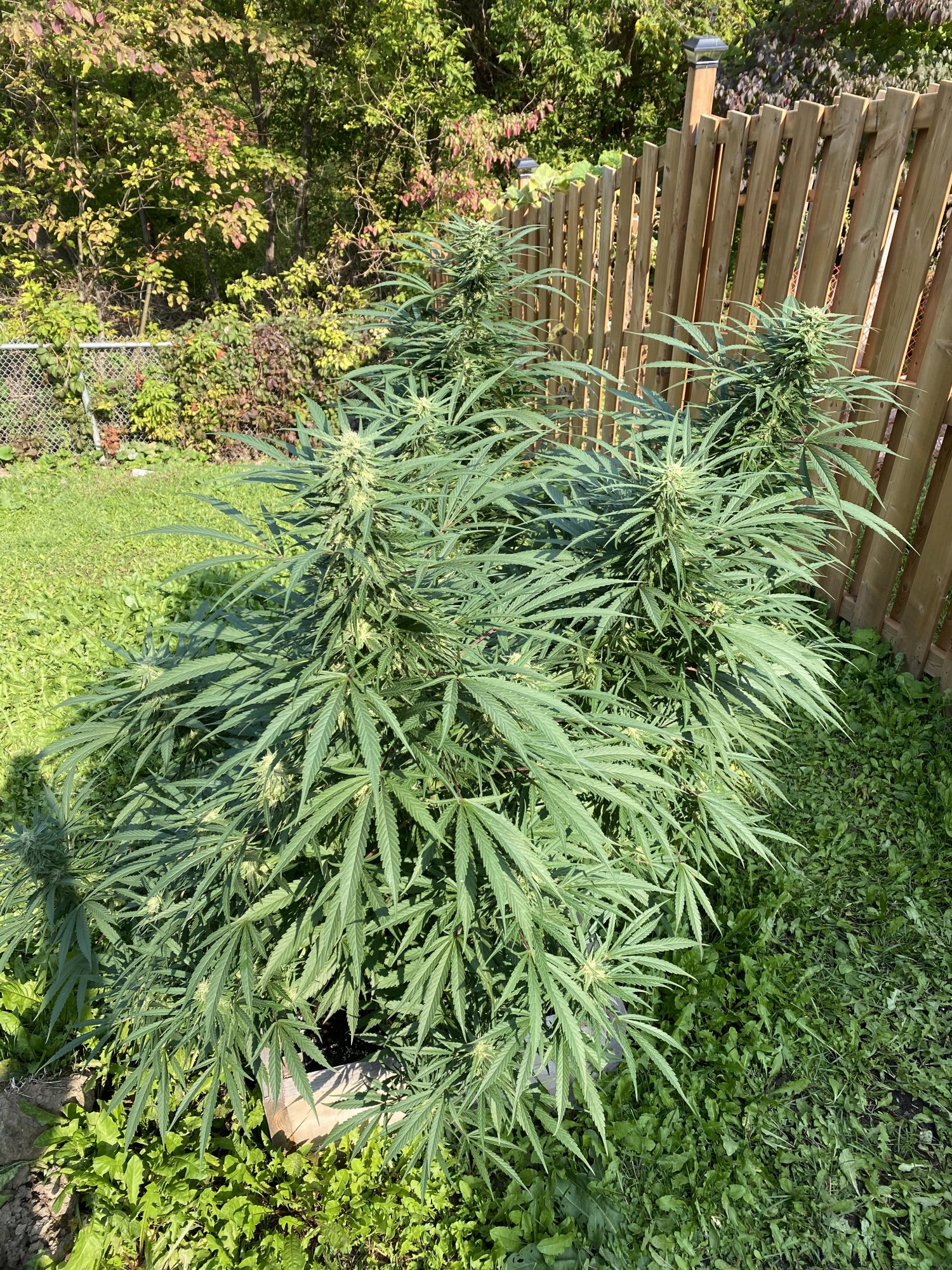 Need help with harvest timing please
