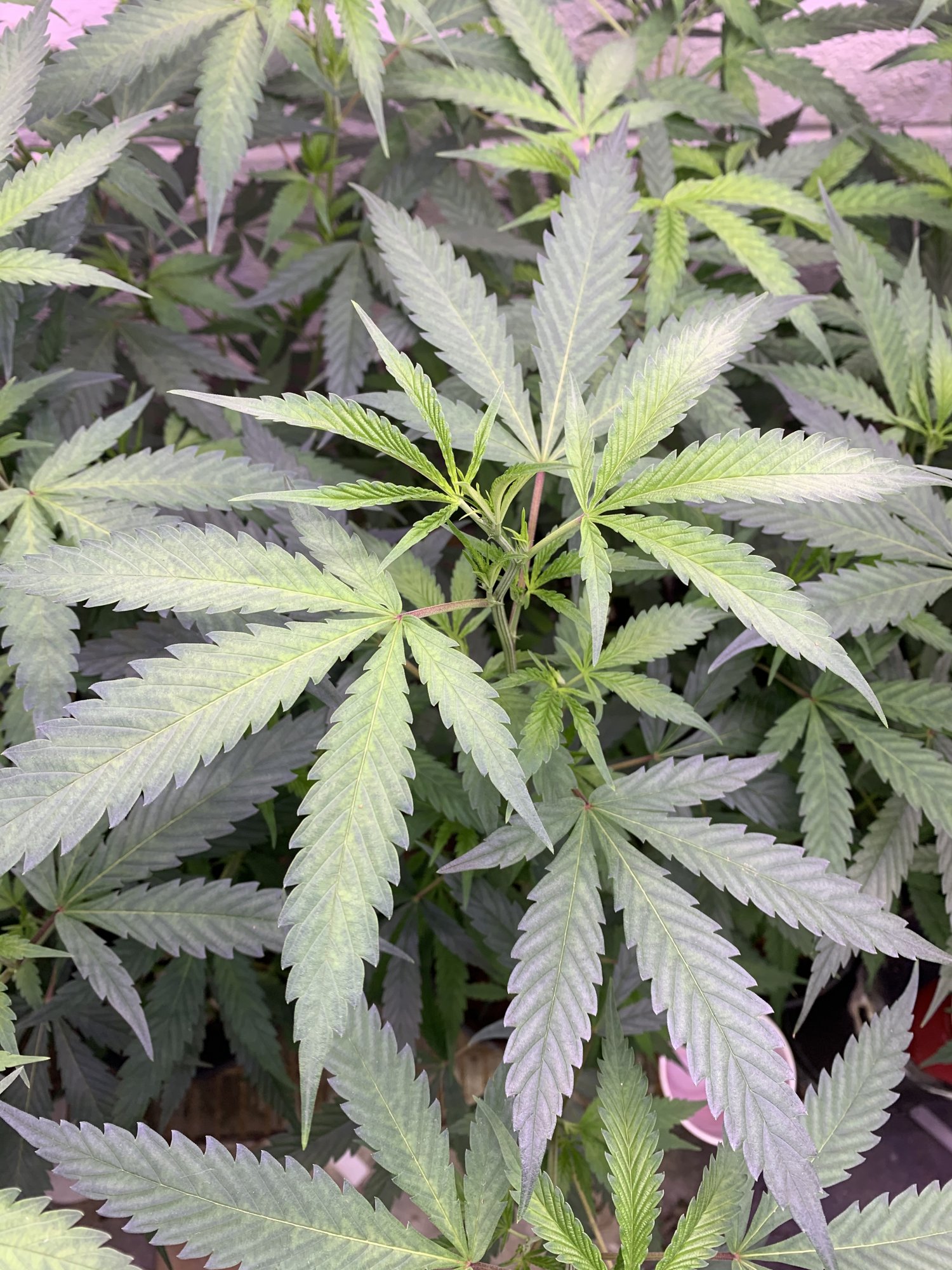 Need help with identifying deficiency and treatment 2