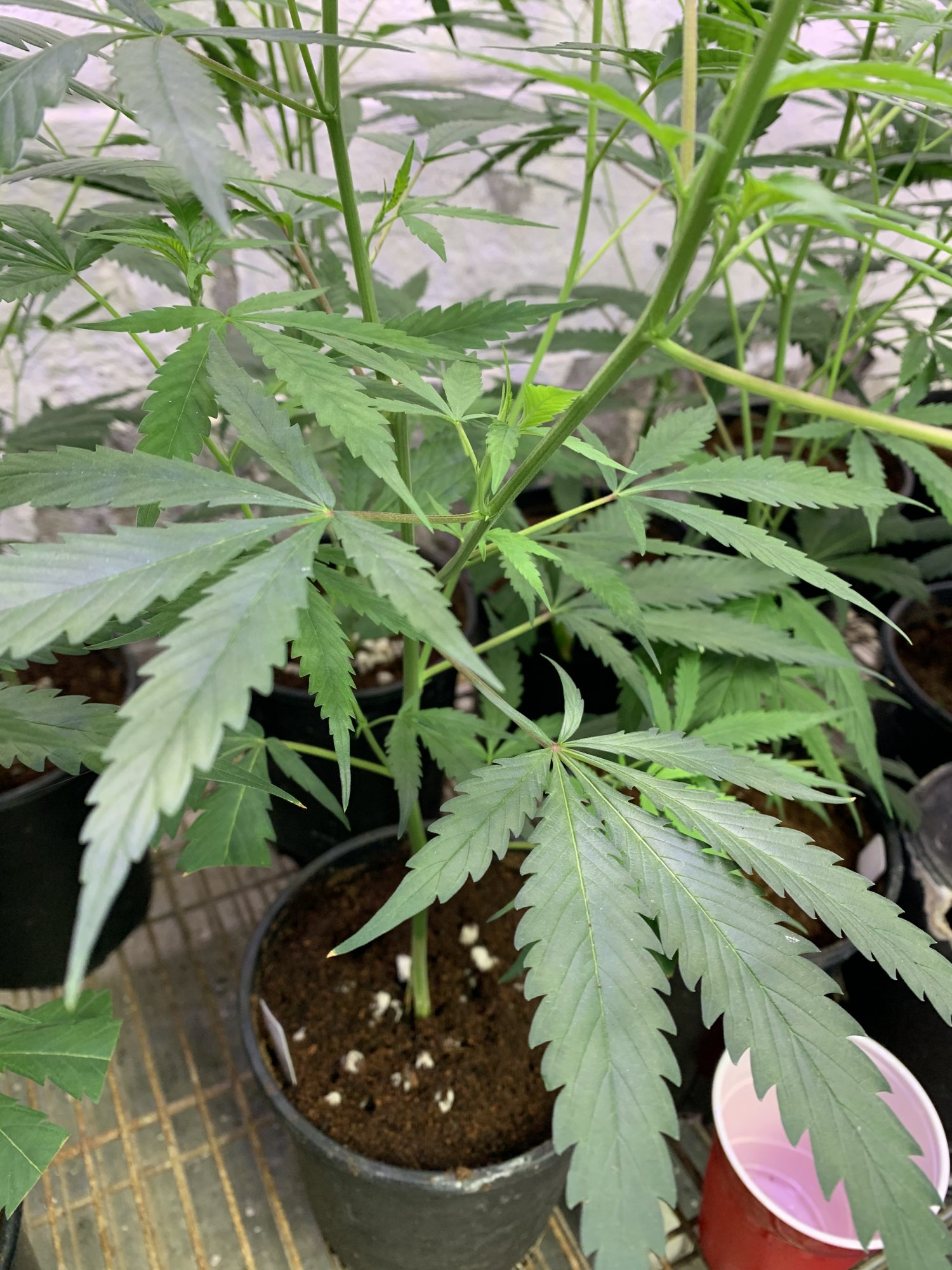 Need help with identifying deficiency and treatment 3