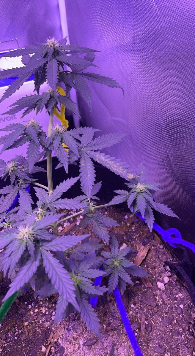 Need help with issue in a indoor grow