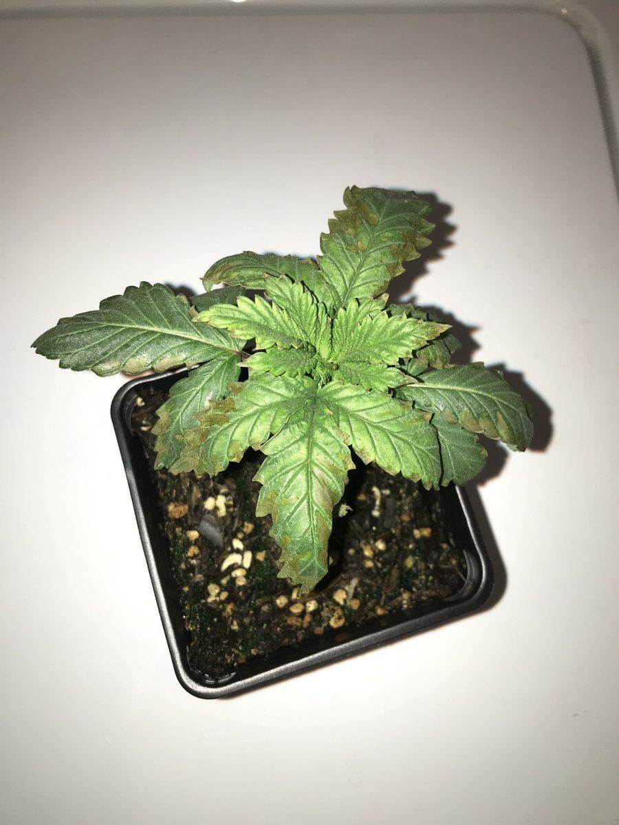 Need help with leaf issues