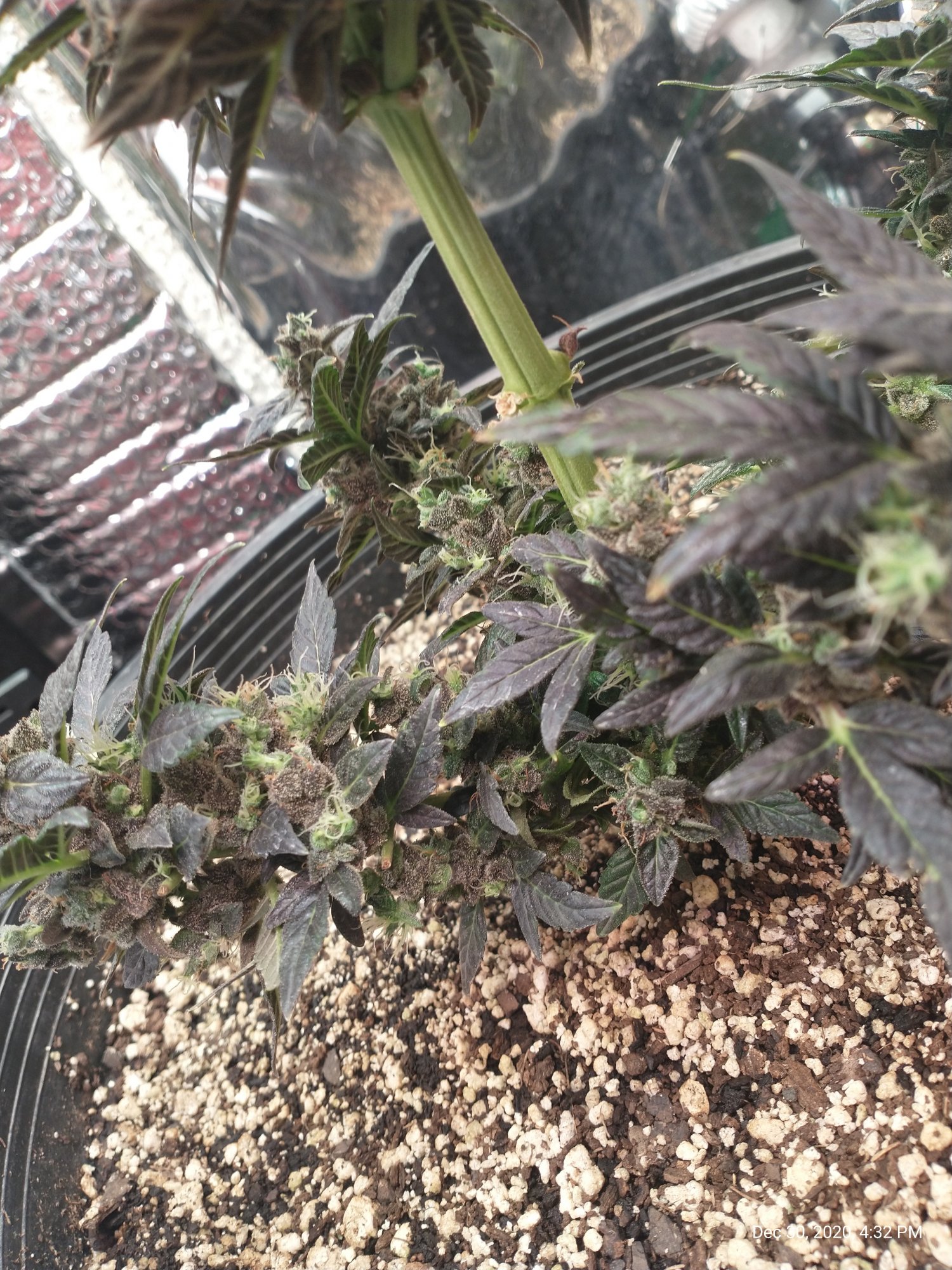 Need help with my critical purple auto its doing some weird stuff 2