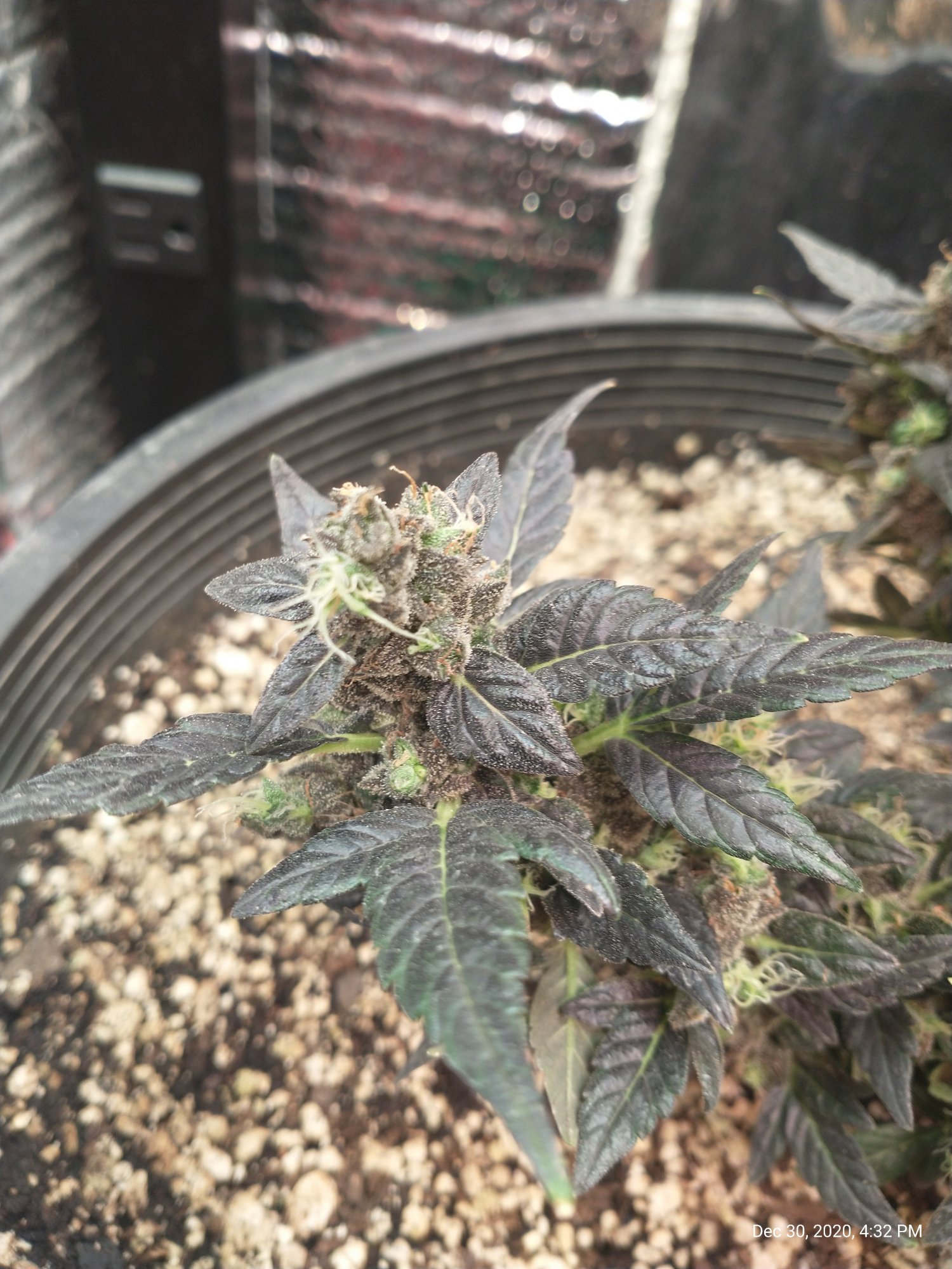 Need help with my critical purple auto its doing some weird stuff 3