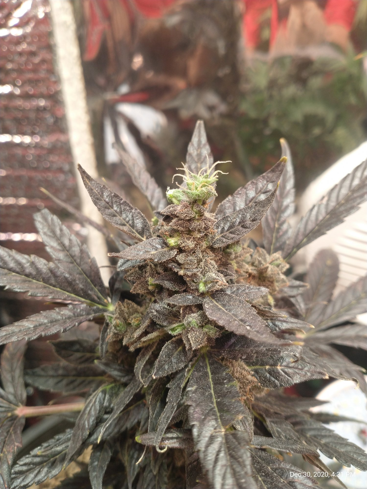 Need help with my critical purple auto its doing some weird stuff 5