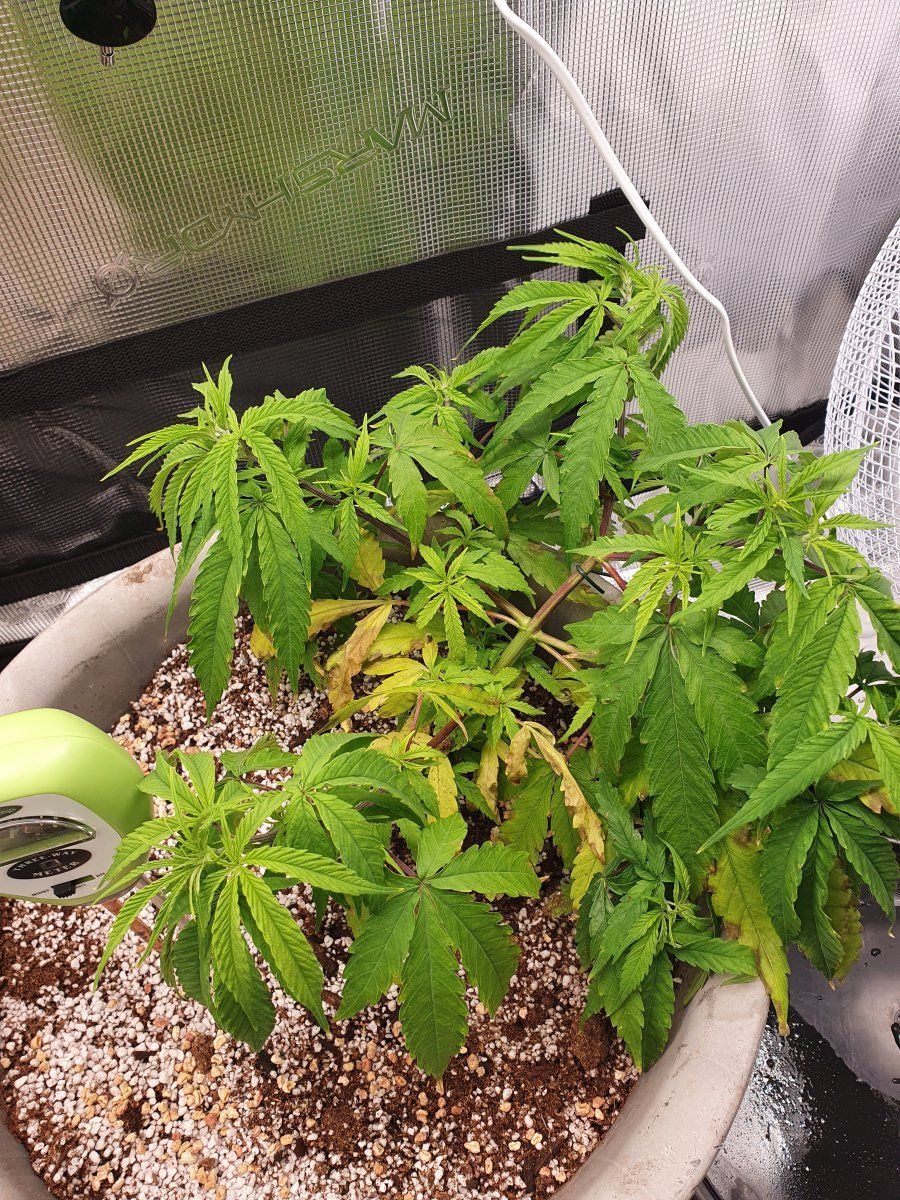 Need help with my first grow