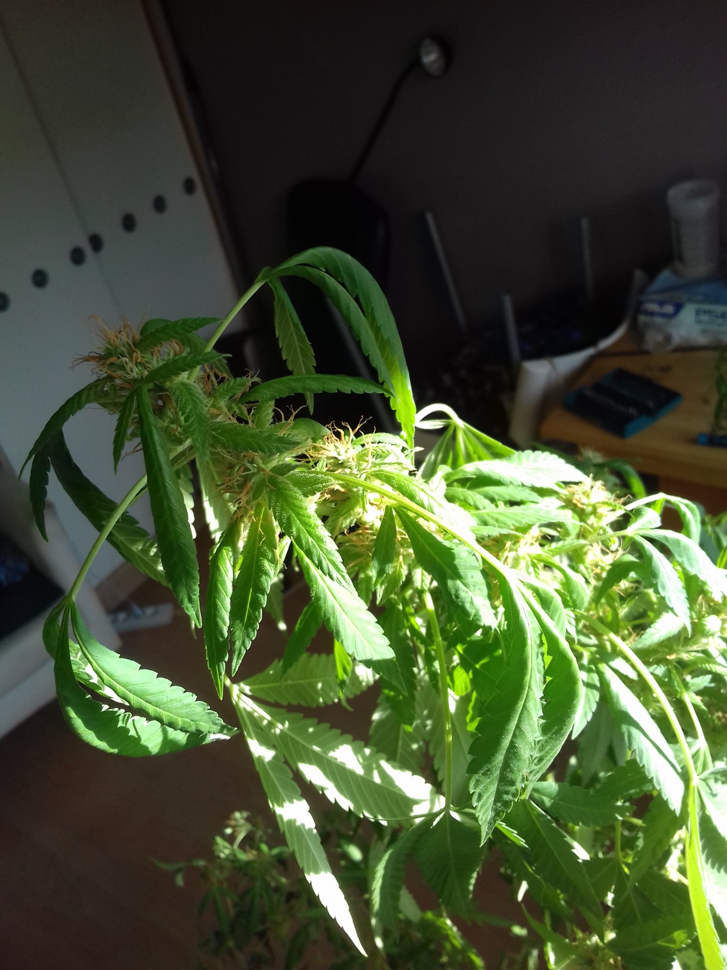 Need help with my plant 10