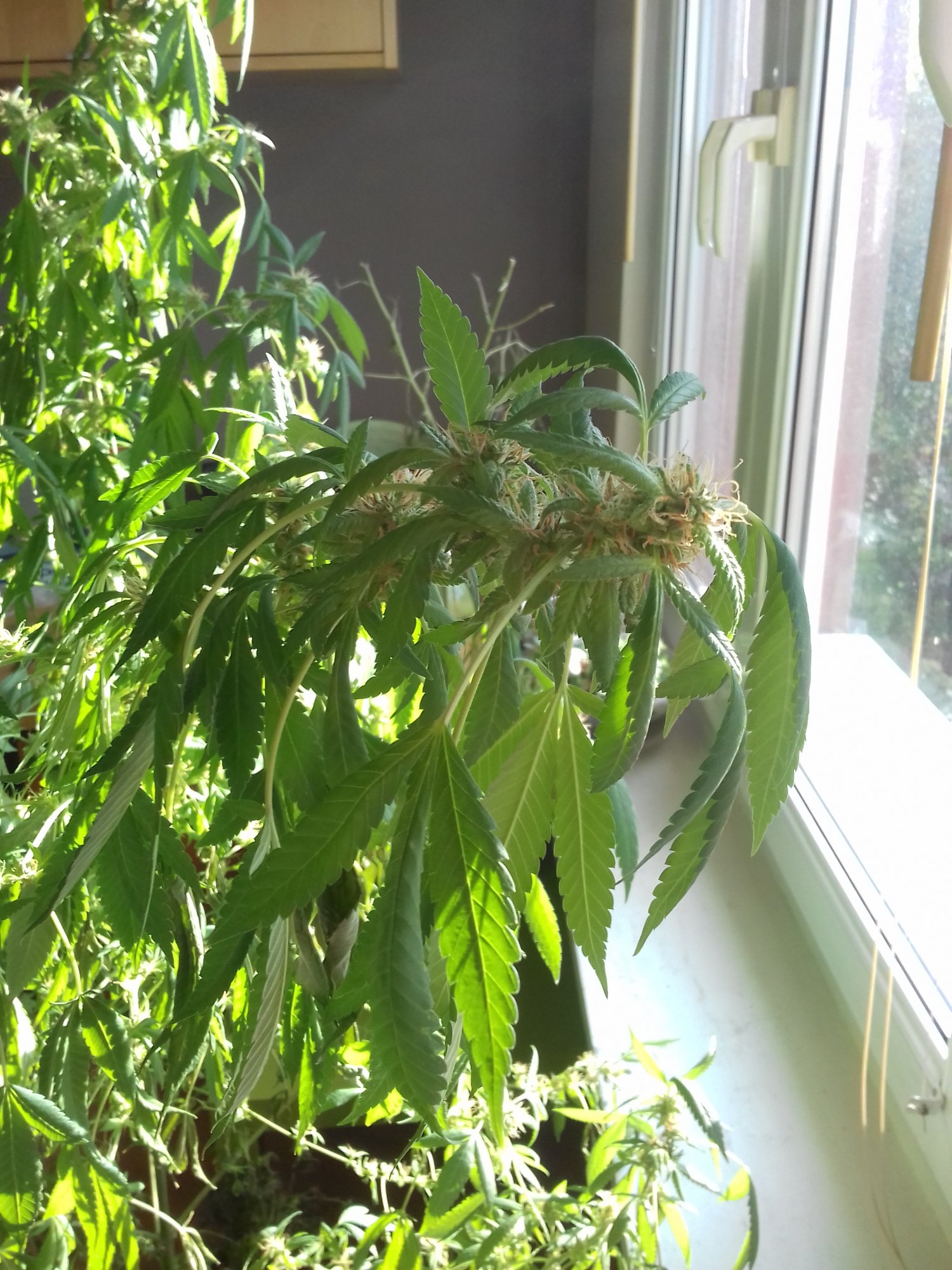 Need help with my plant 2