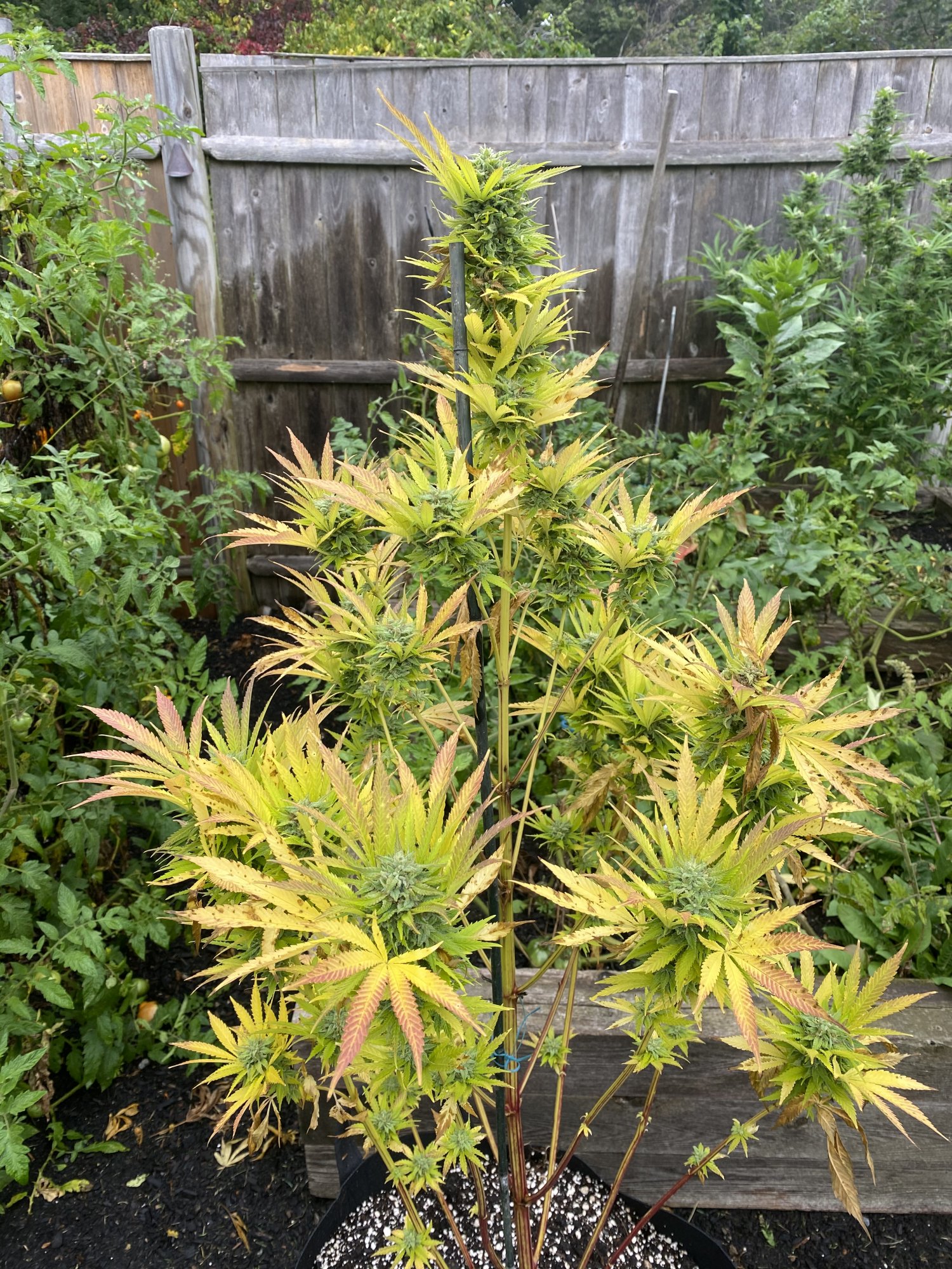 Need help with my plants and yellowbrowning of leaves 2