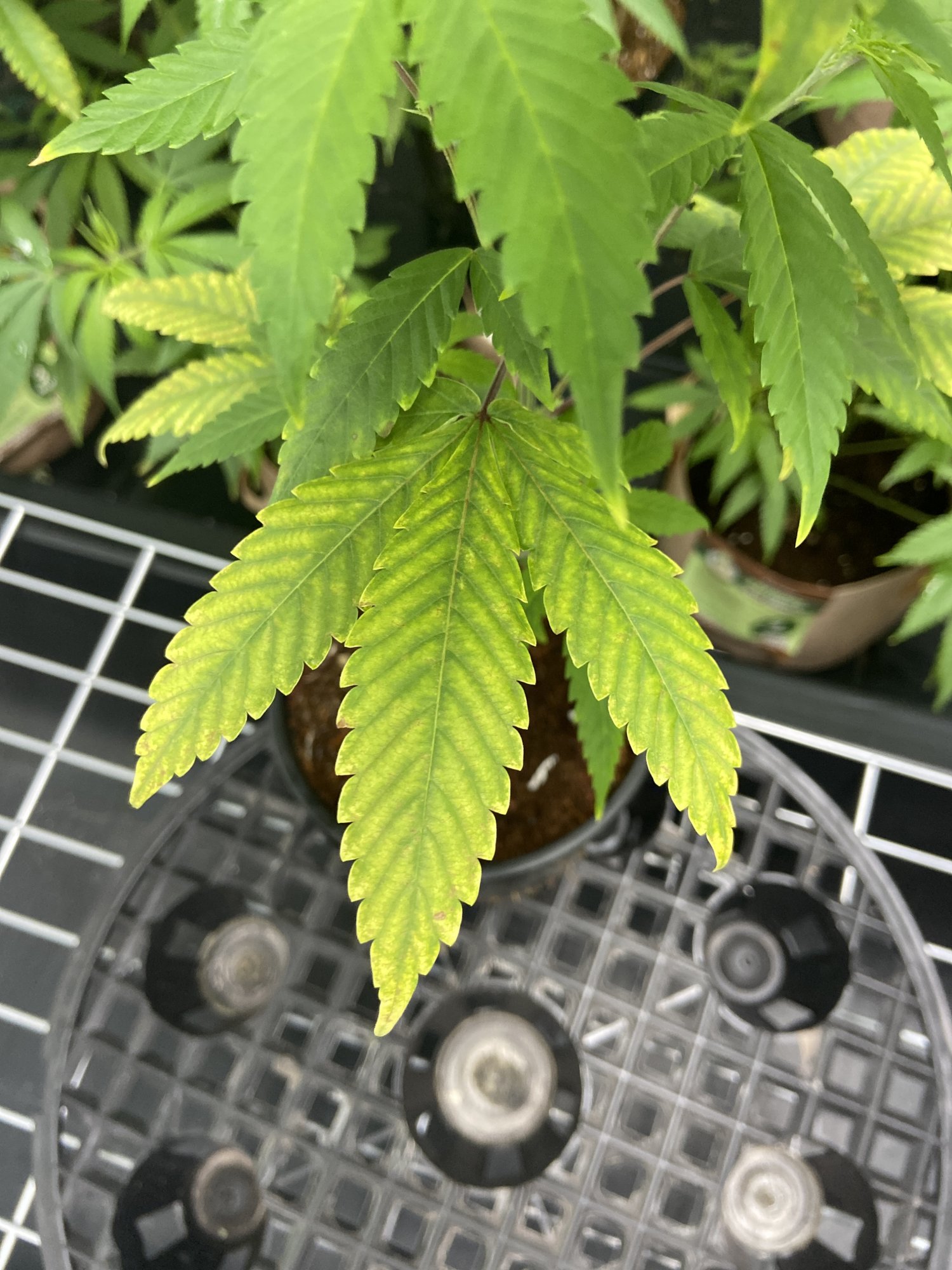 Need help with plant diagnosis 2