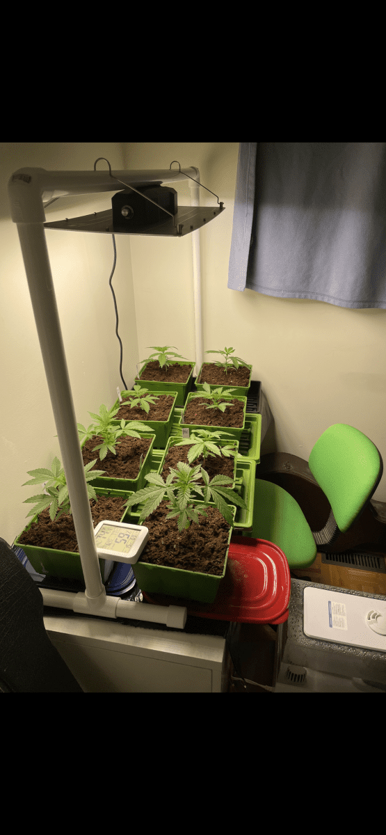 Need help with possible transplant shock 3