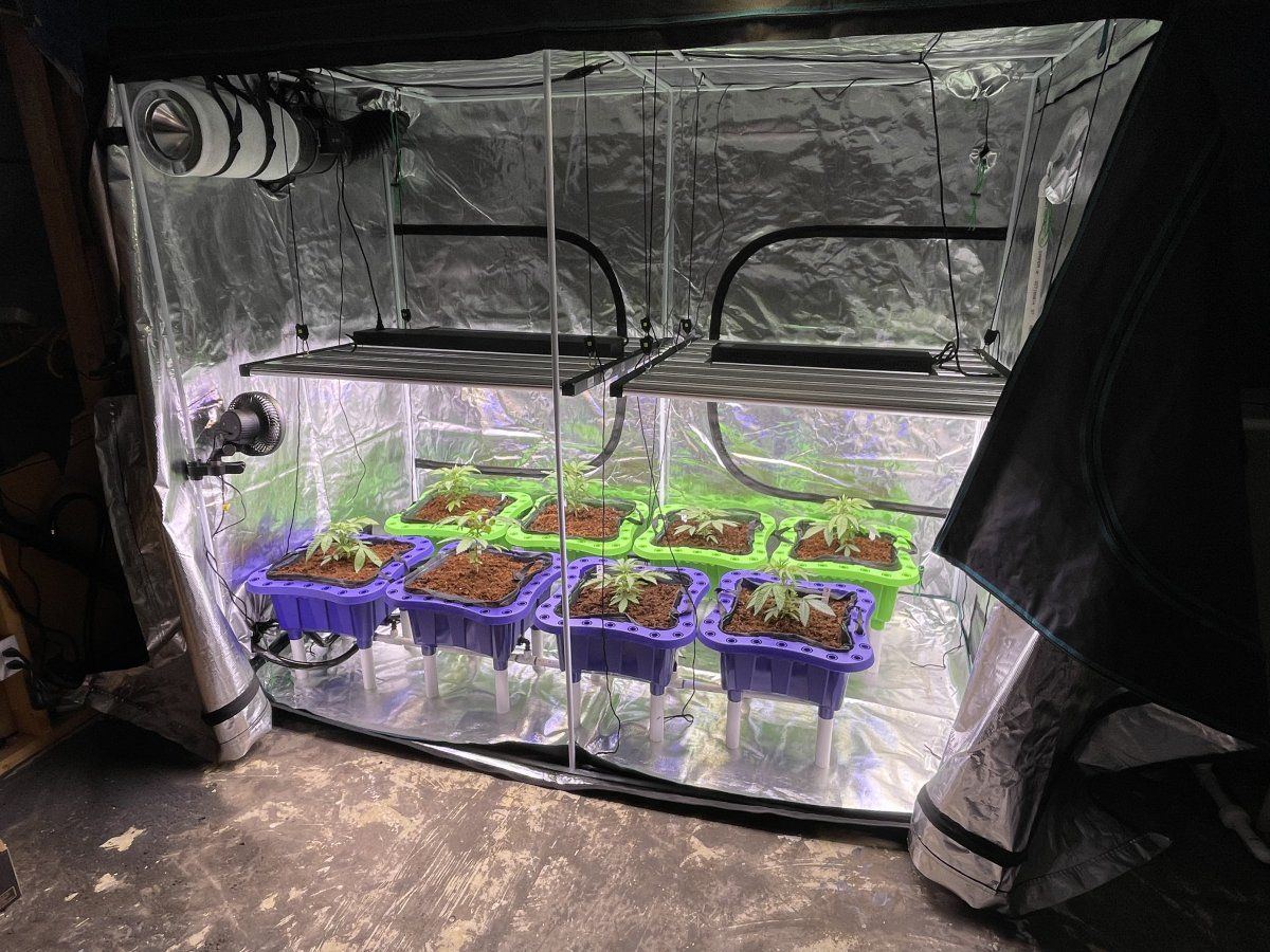 Need help with possible transplant shock 4