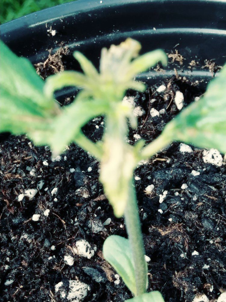 Need help with seedlings 2