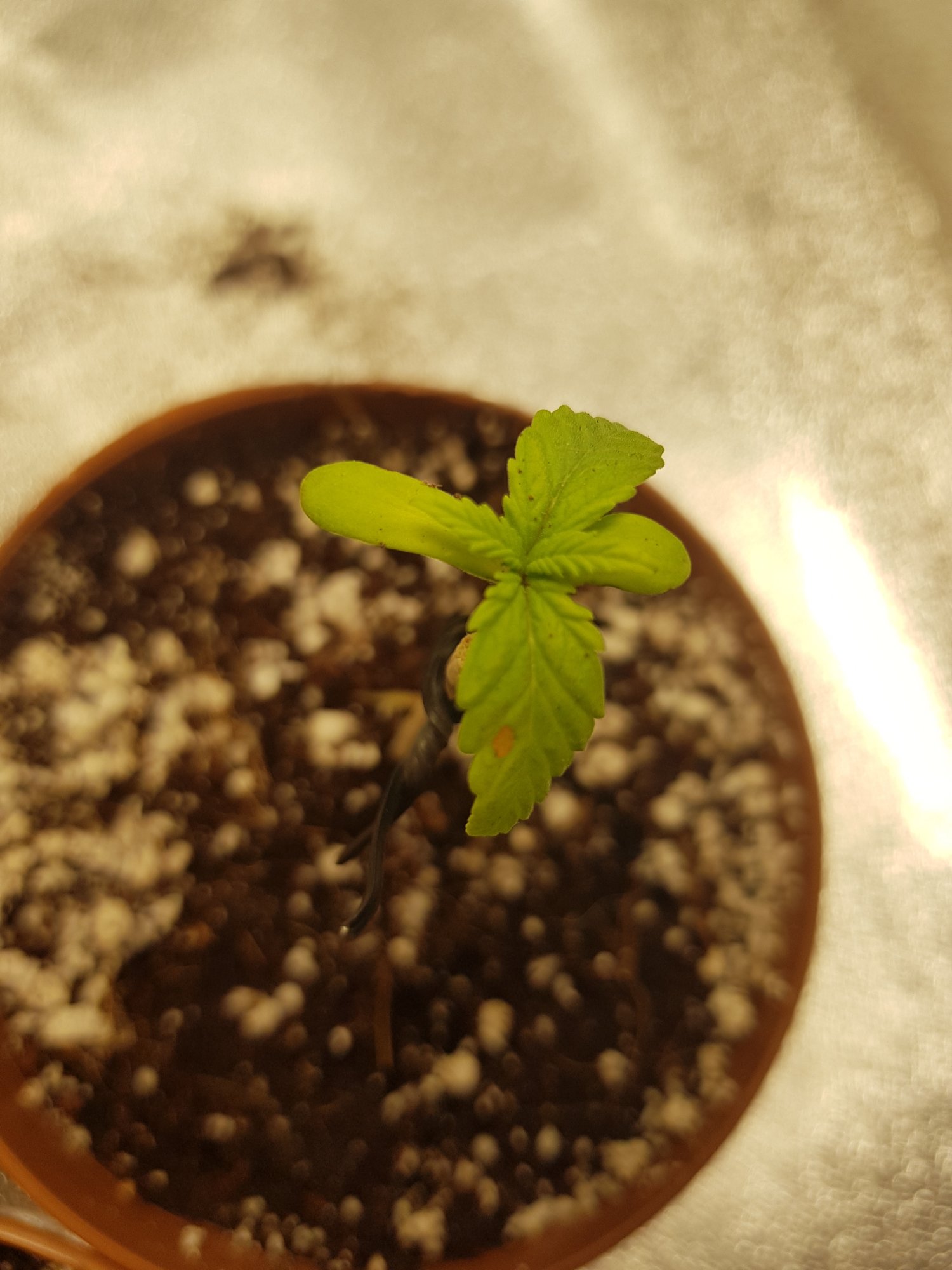 Need help with seedlings please 2
