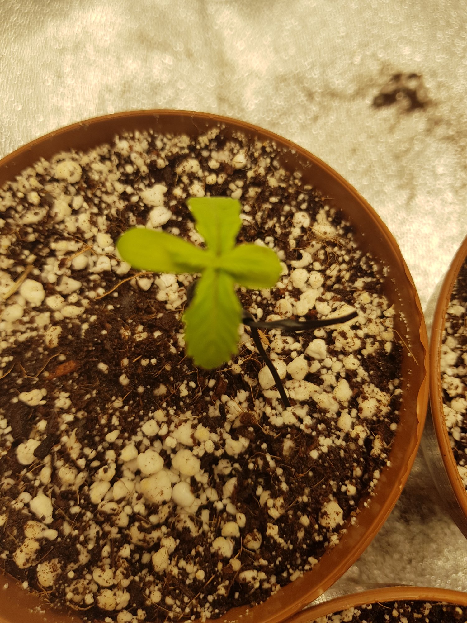 Need help with seedlings please 3