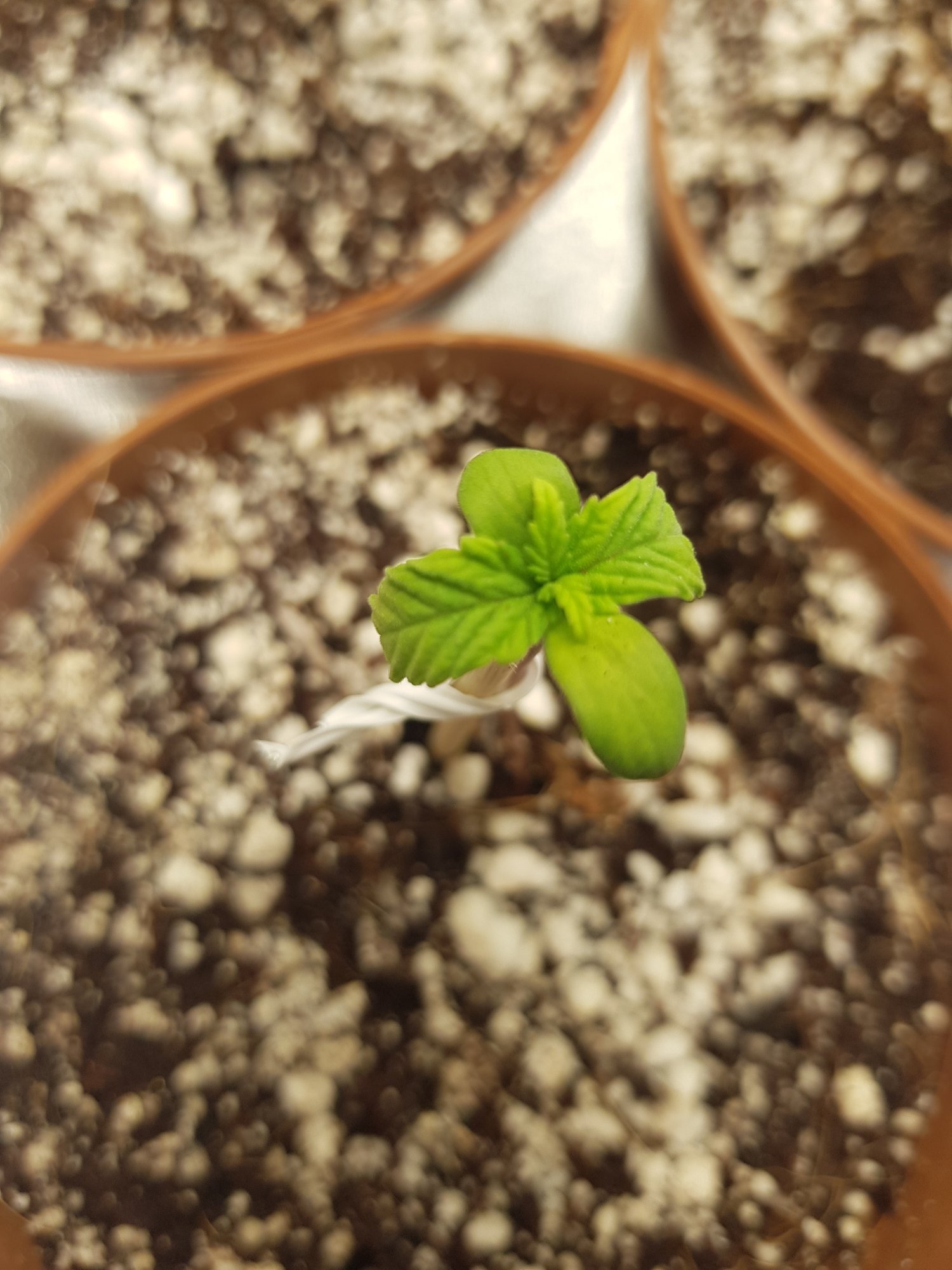 Need help with seedlings please