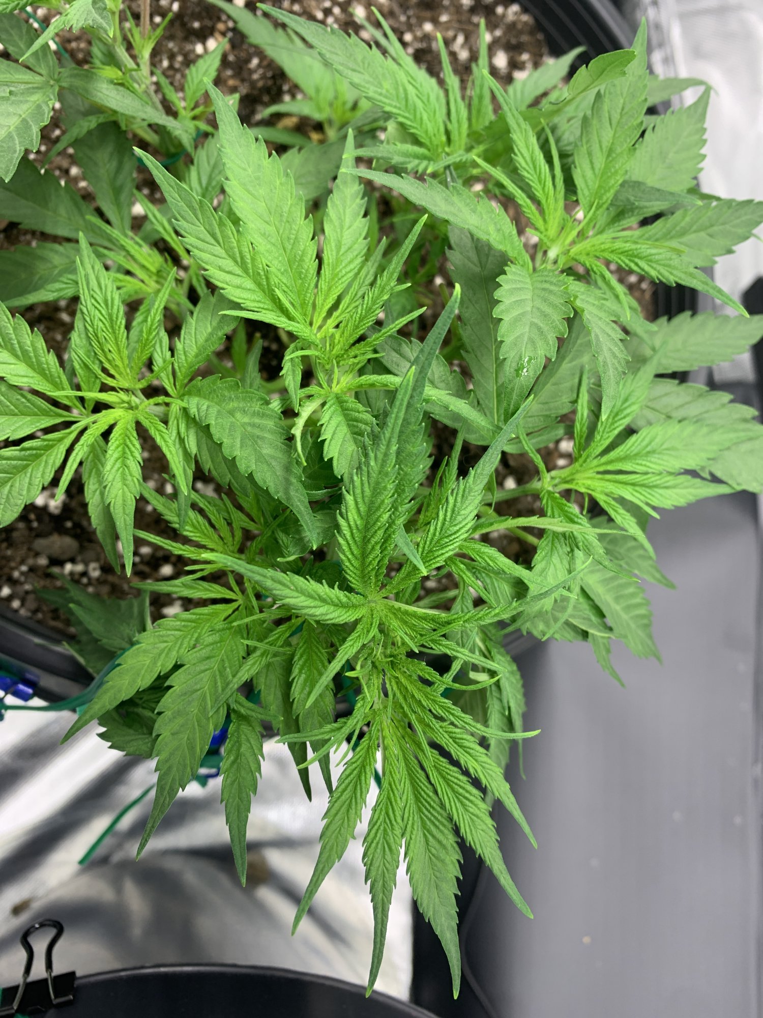 Need help with the second grow 2