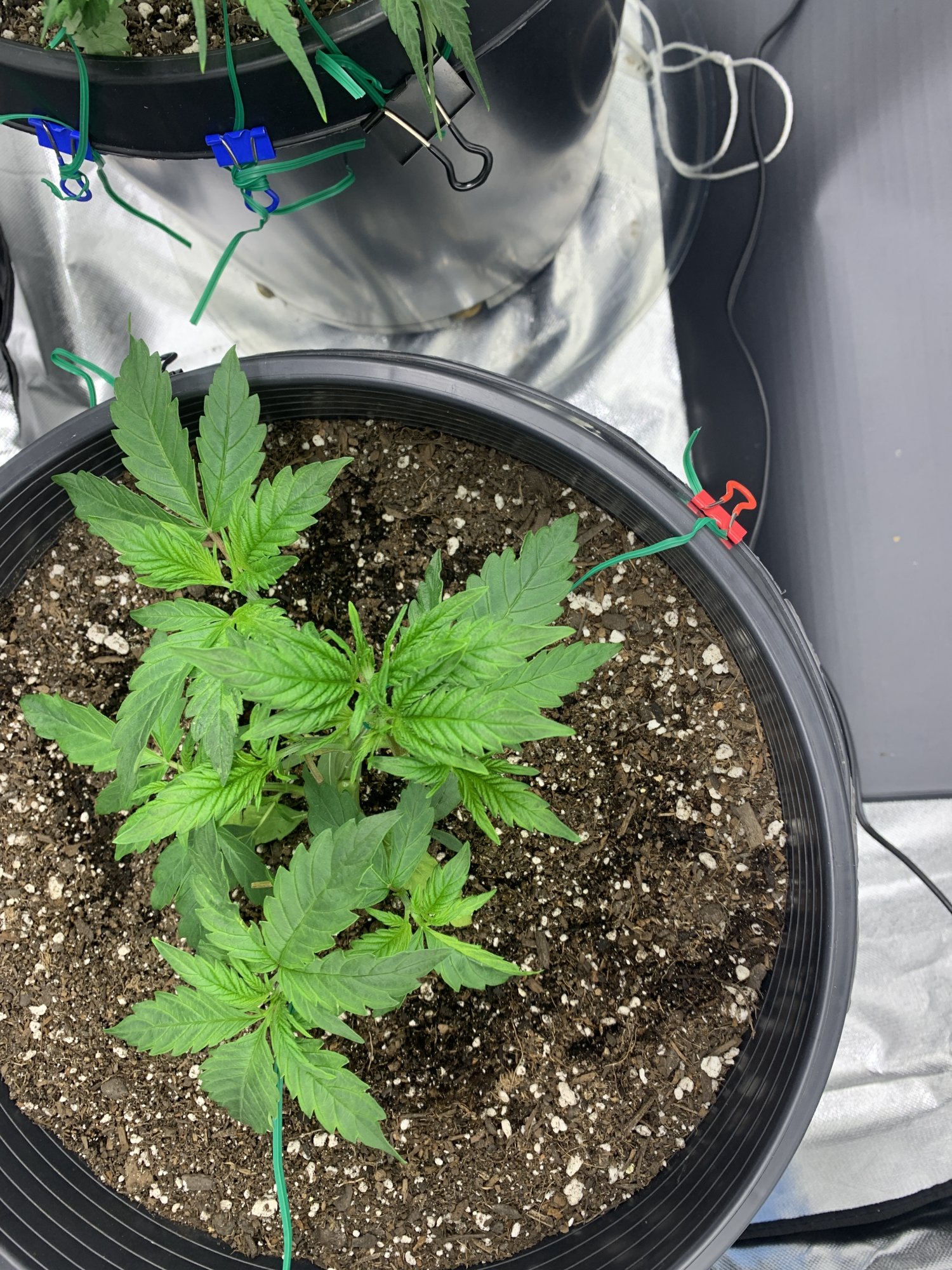 Need help with the second grow