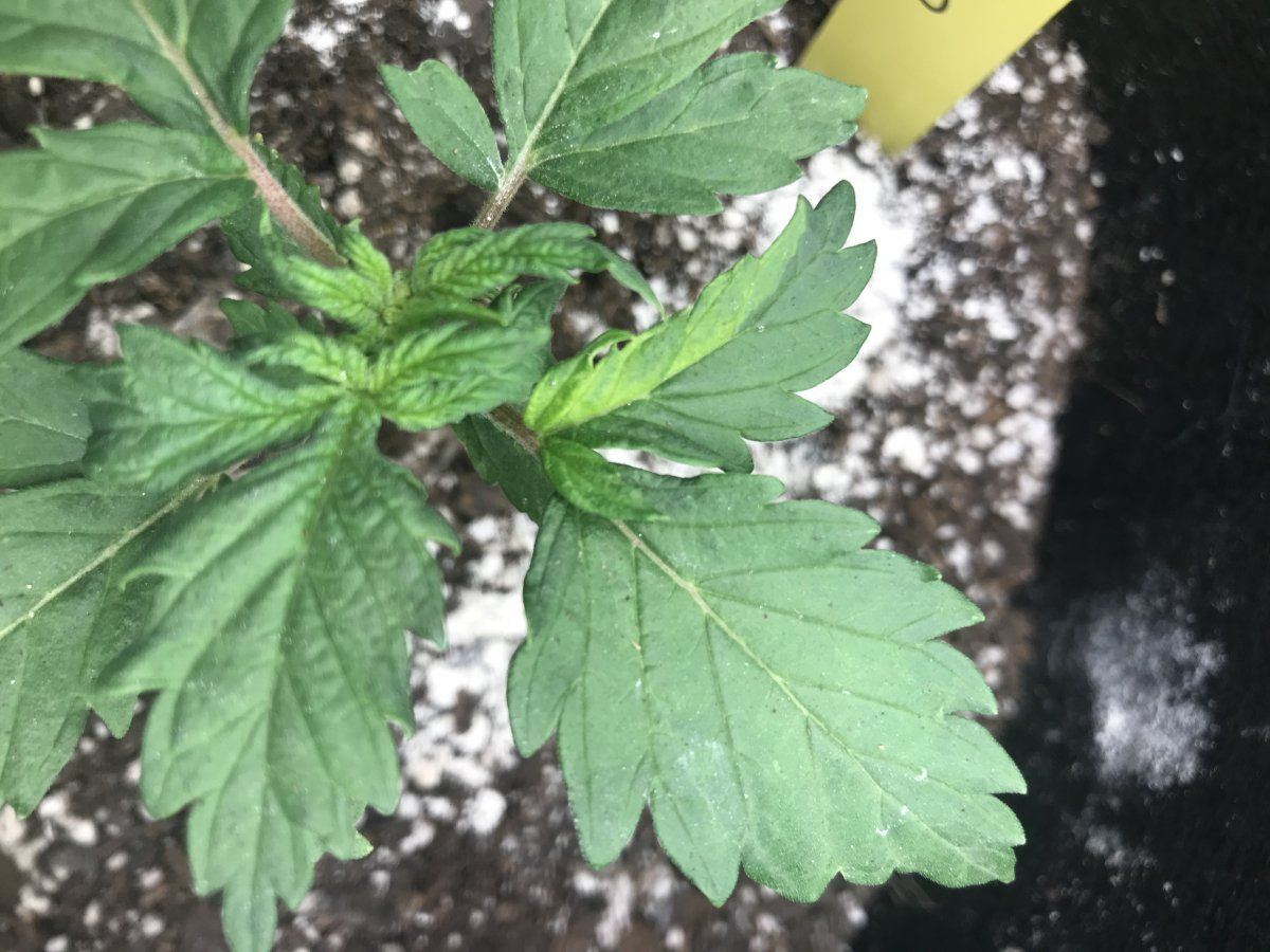 Need help with this asymmetrical new growth and odd coloration that looks to me like possible  3