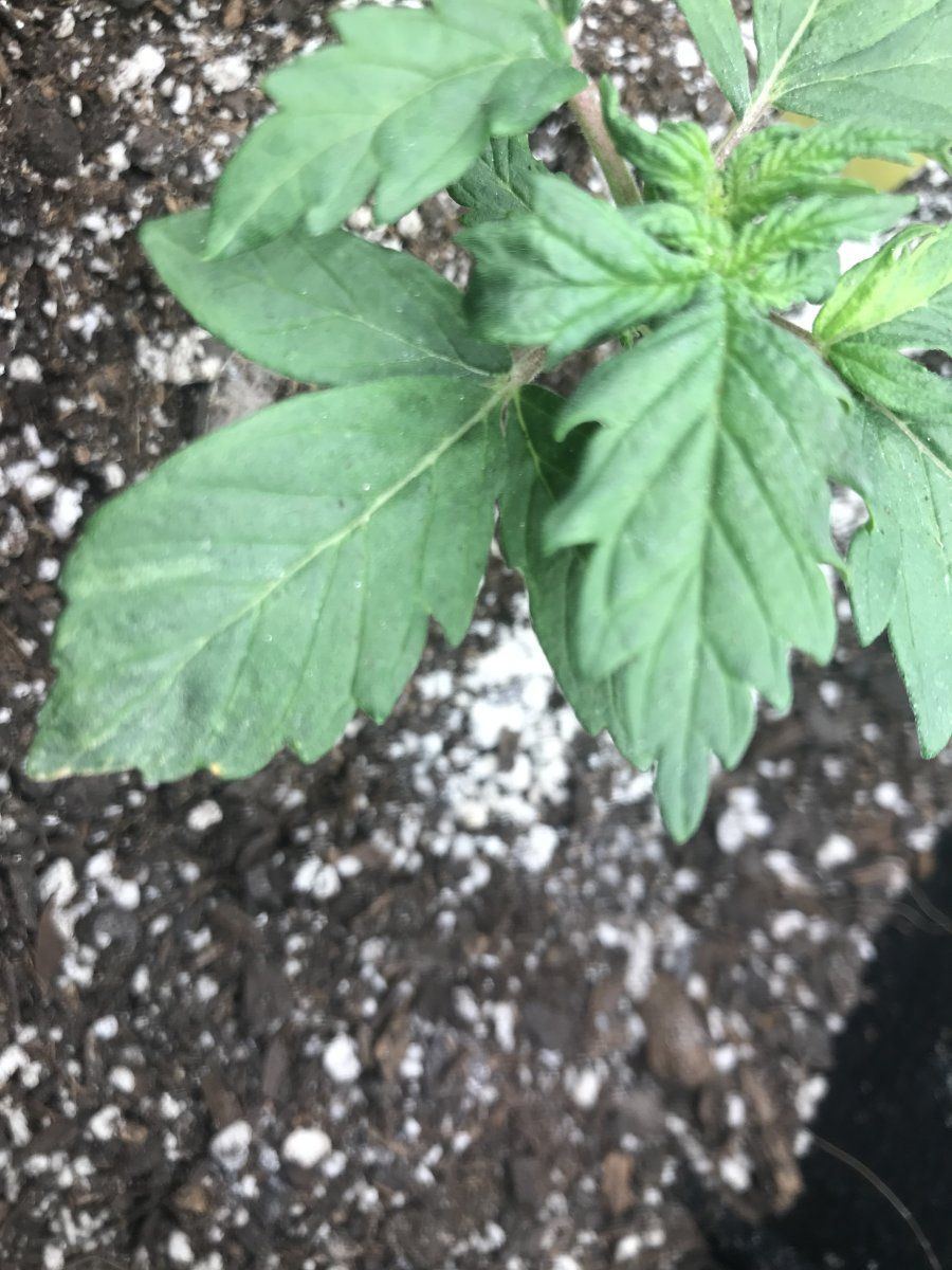 Need help with this asymmetrical new growth and odd coloration that looks to me like possible 