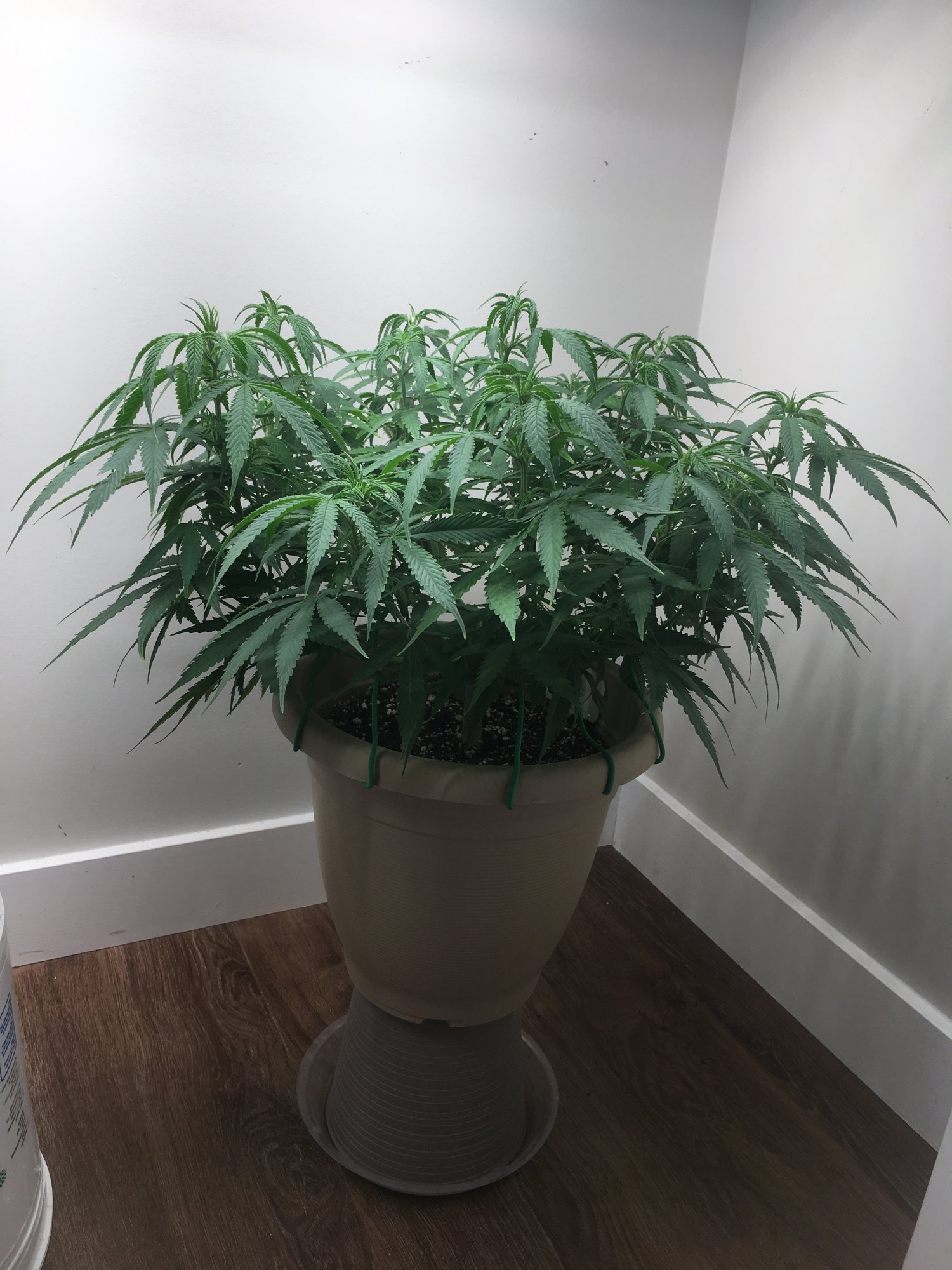 Need help with transplanting a plant 2