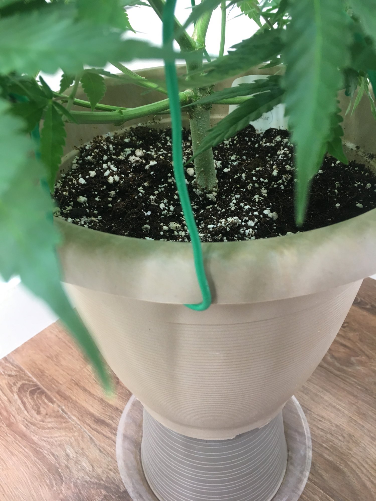 Need help with transplanting a plant 4