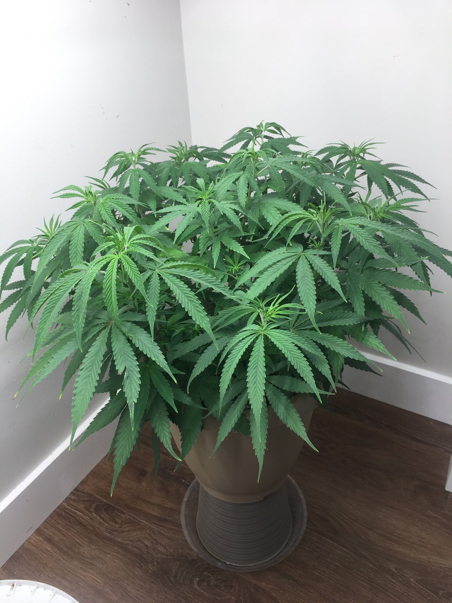 Need help with transplanting a plant 5