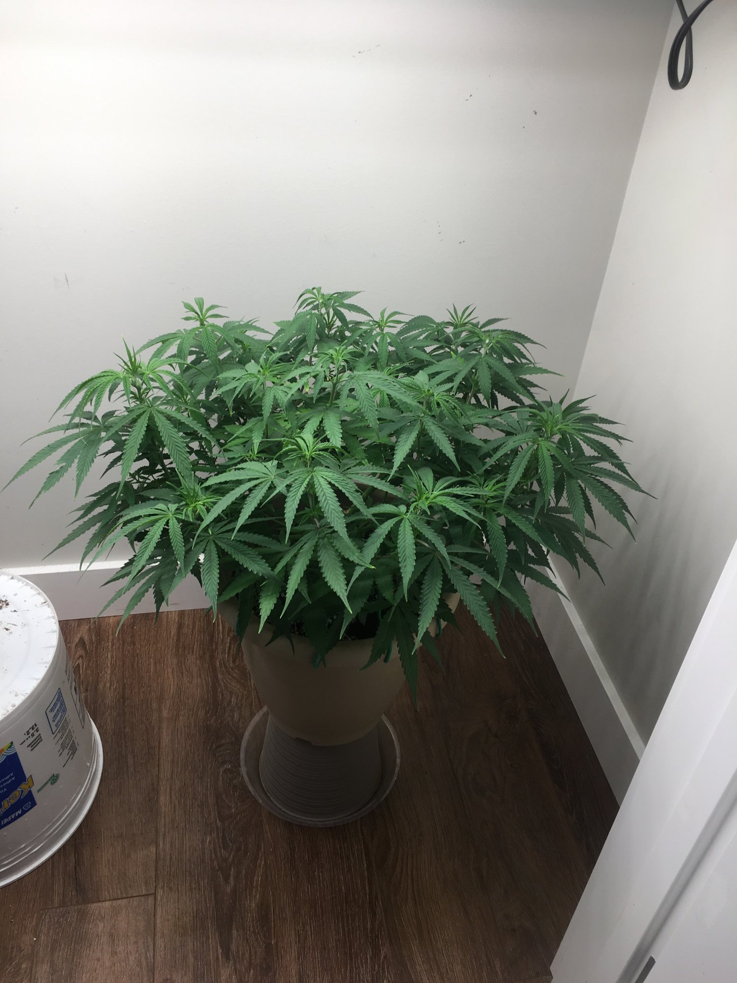 Need help with transplanting a plant 7