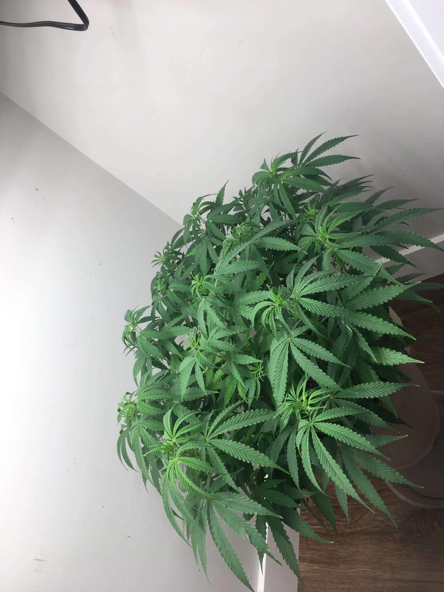 Need help with transplanting a plant