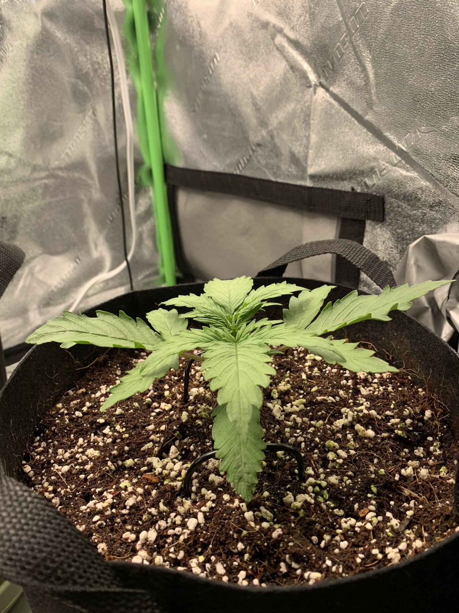 Need opinions on my autoflower grow 6