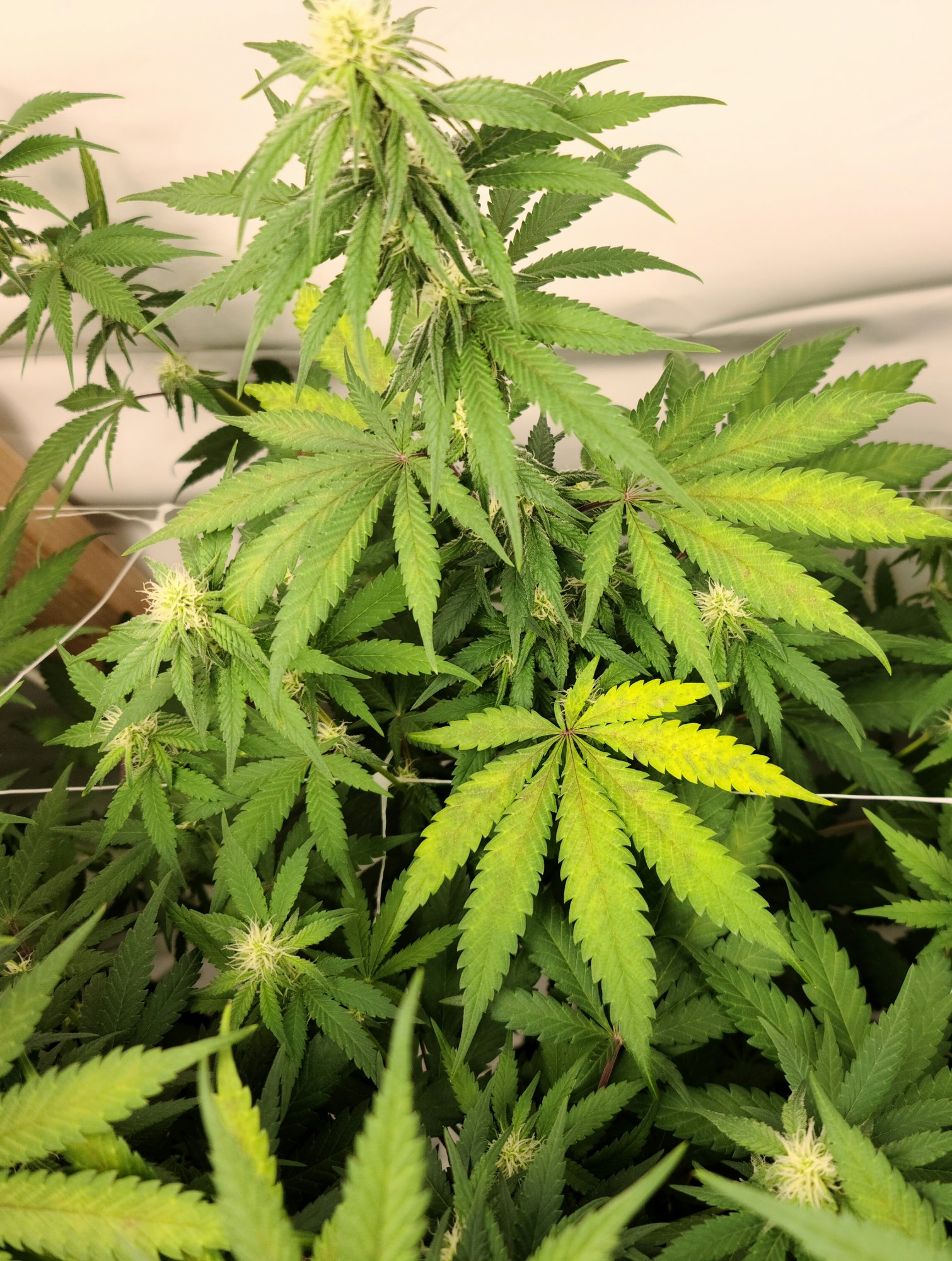 Need opinions on plant issues 2