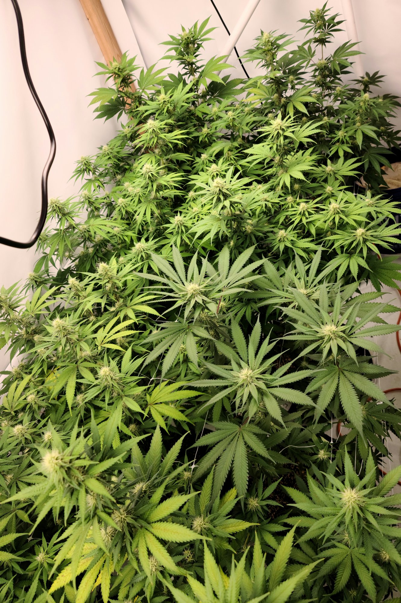 Need opinions on plant issues 3