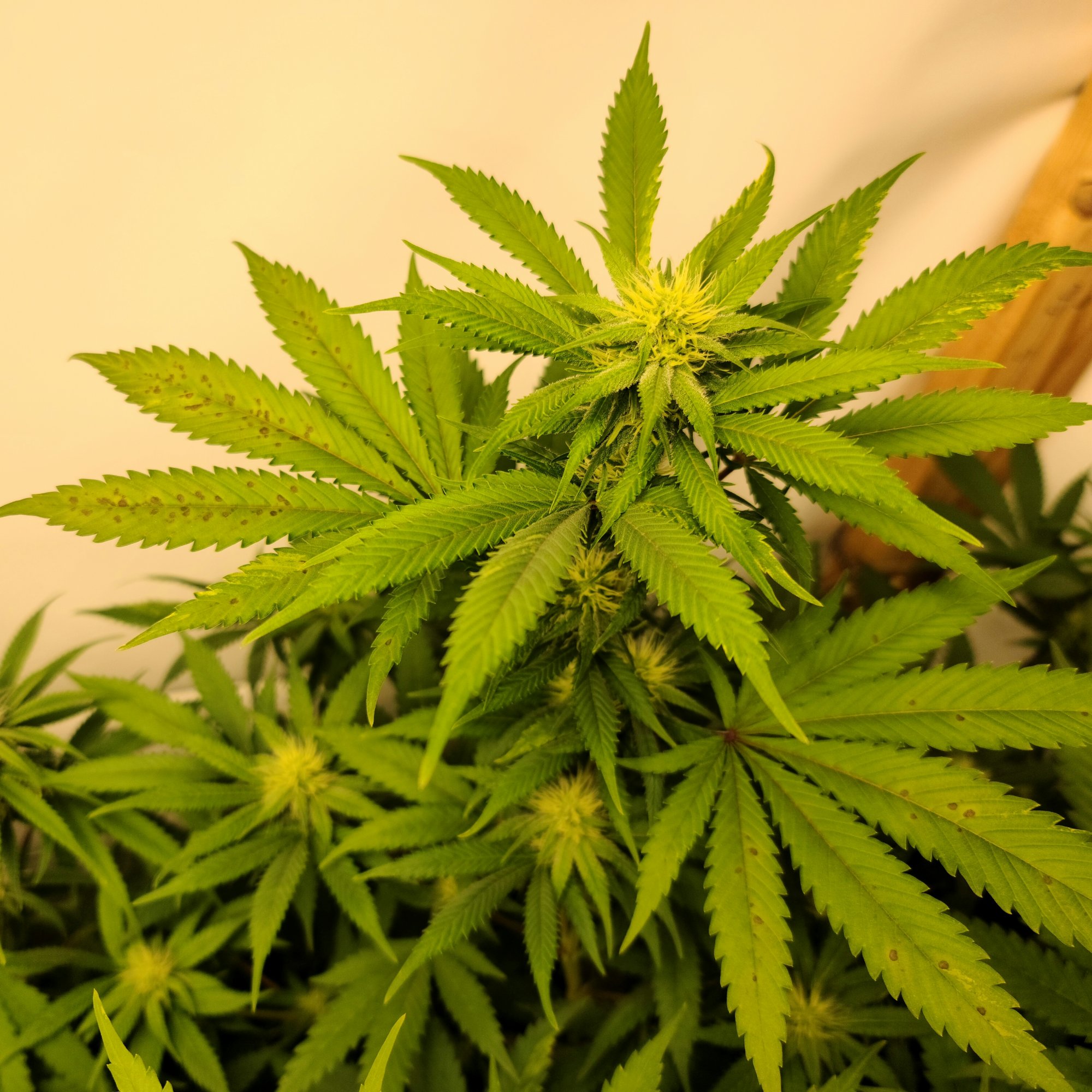 Need opinions on plant issues